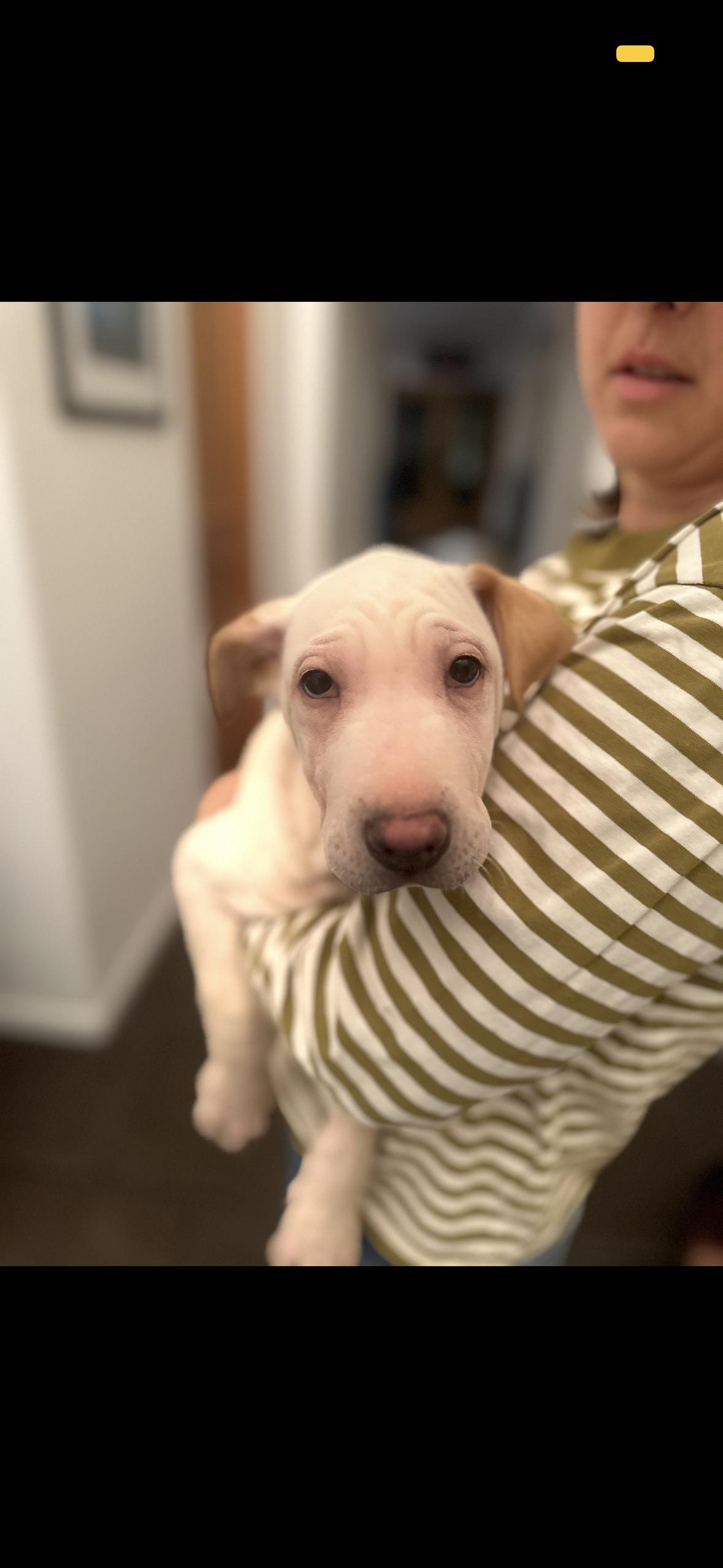 Ariel, Adoptable, Puppy Female Labrador Retriever & Shar-Pei.