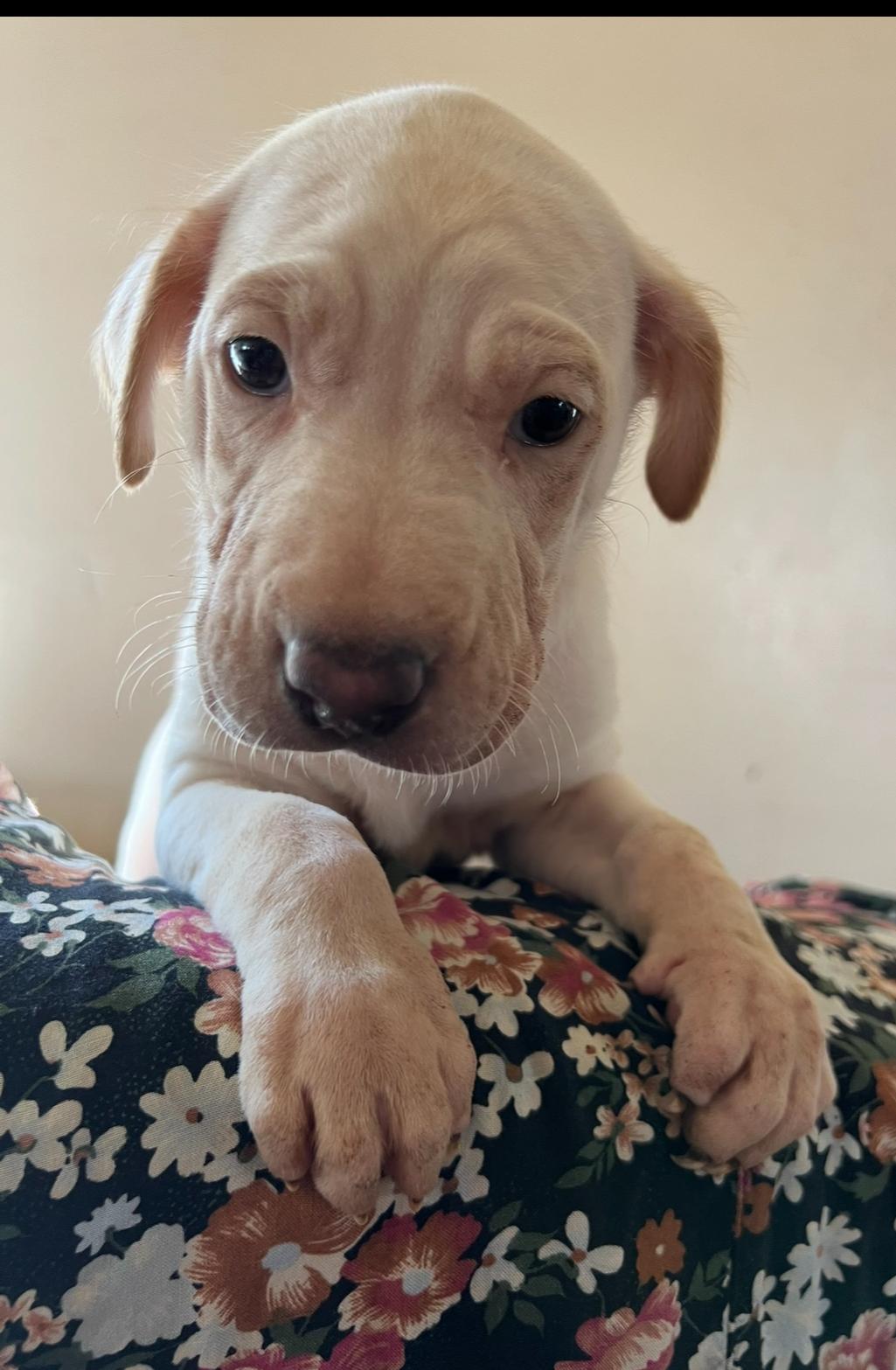 Ariel, a Adoptable mixed breed in Pasadena, CA image 6/6