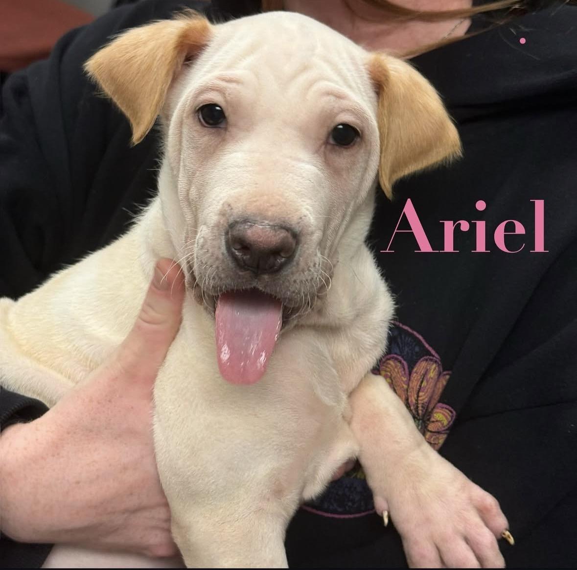 Ariel, a Adoptable mixed breed in Pasadena, CA image 2/6