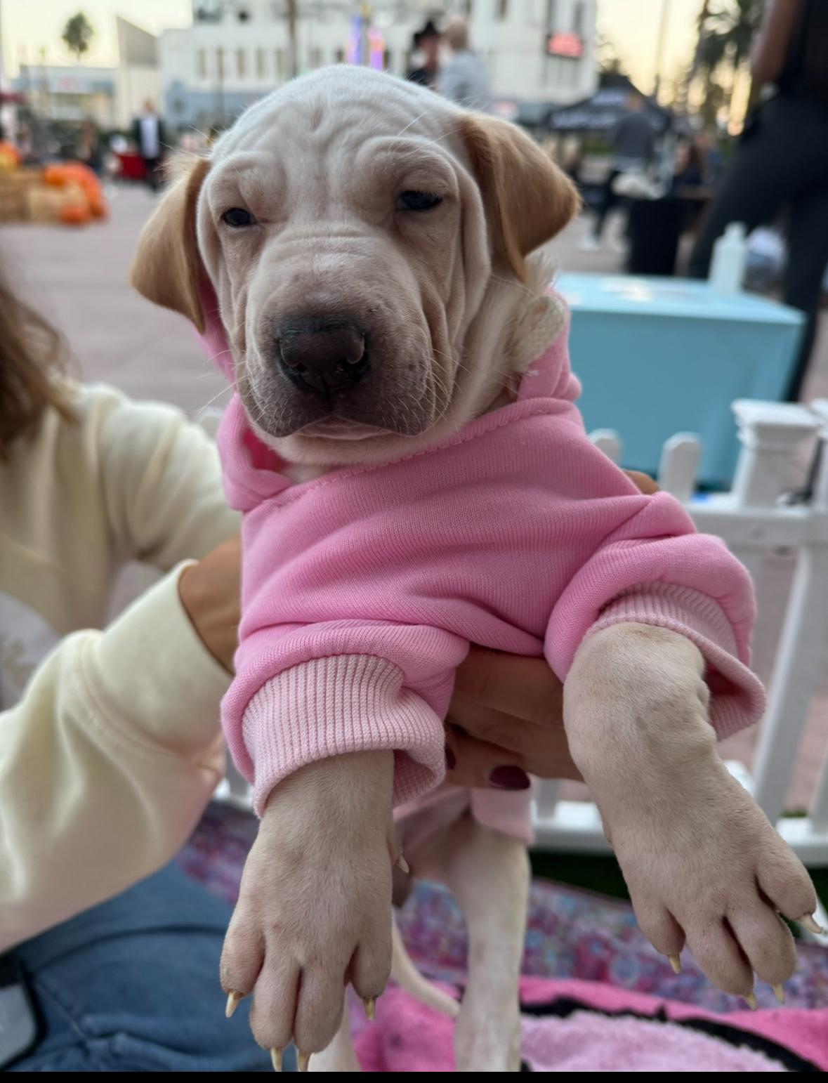 Ariel, a Adoptable mixed breed in Pasadena, CA image 4/6