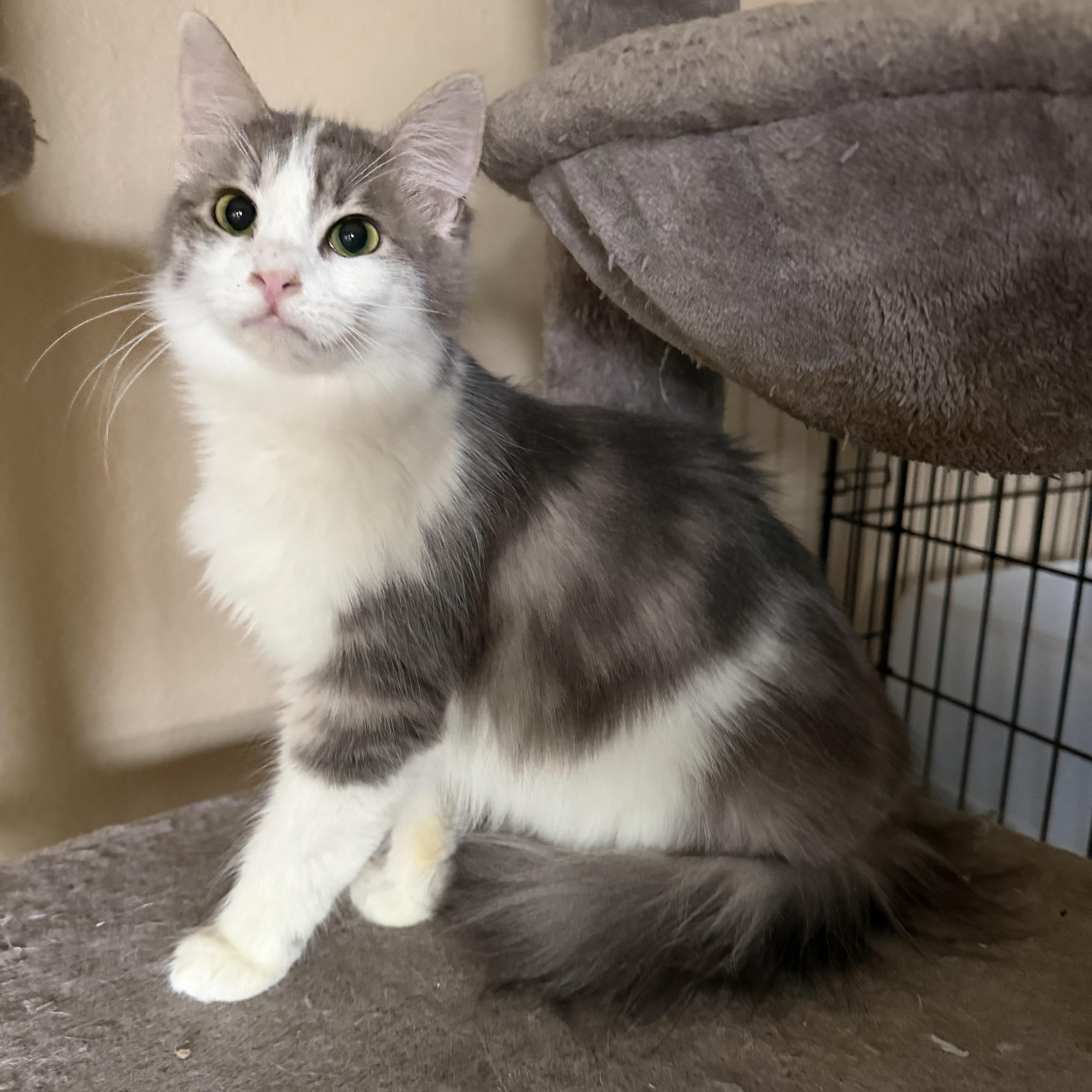 Aprils Fluff, Adoptable, Kitten Female Domestic Long Hair.
