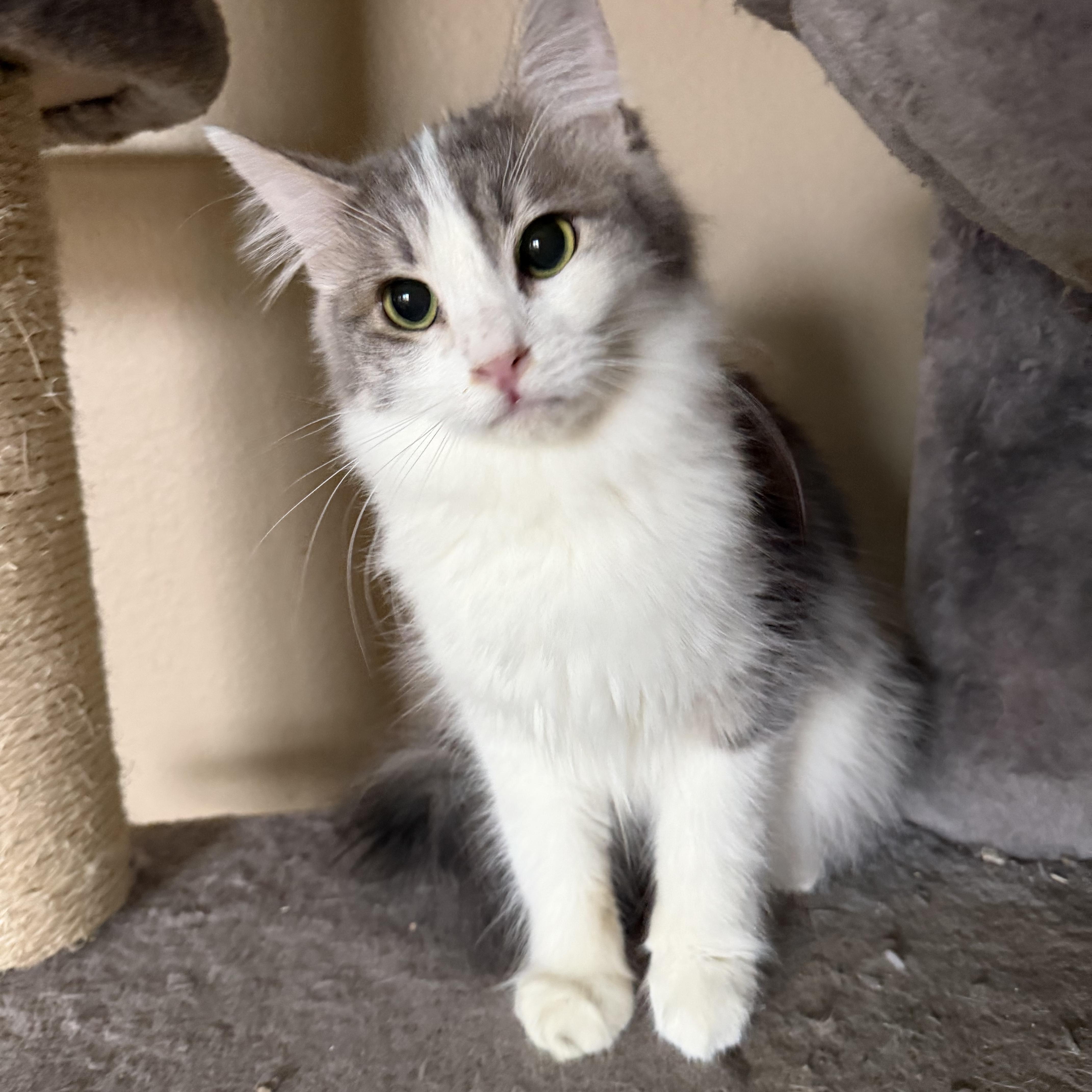Enlarge Aprils Fluff, a Adoptable Domestic Long Hair in Glendora, CA image 2/2