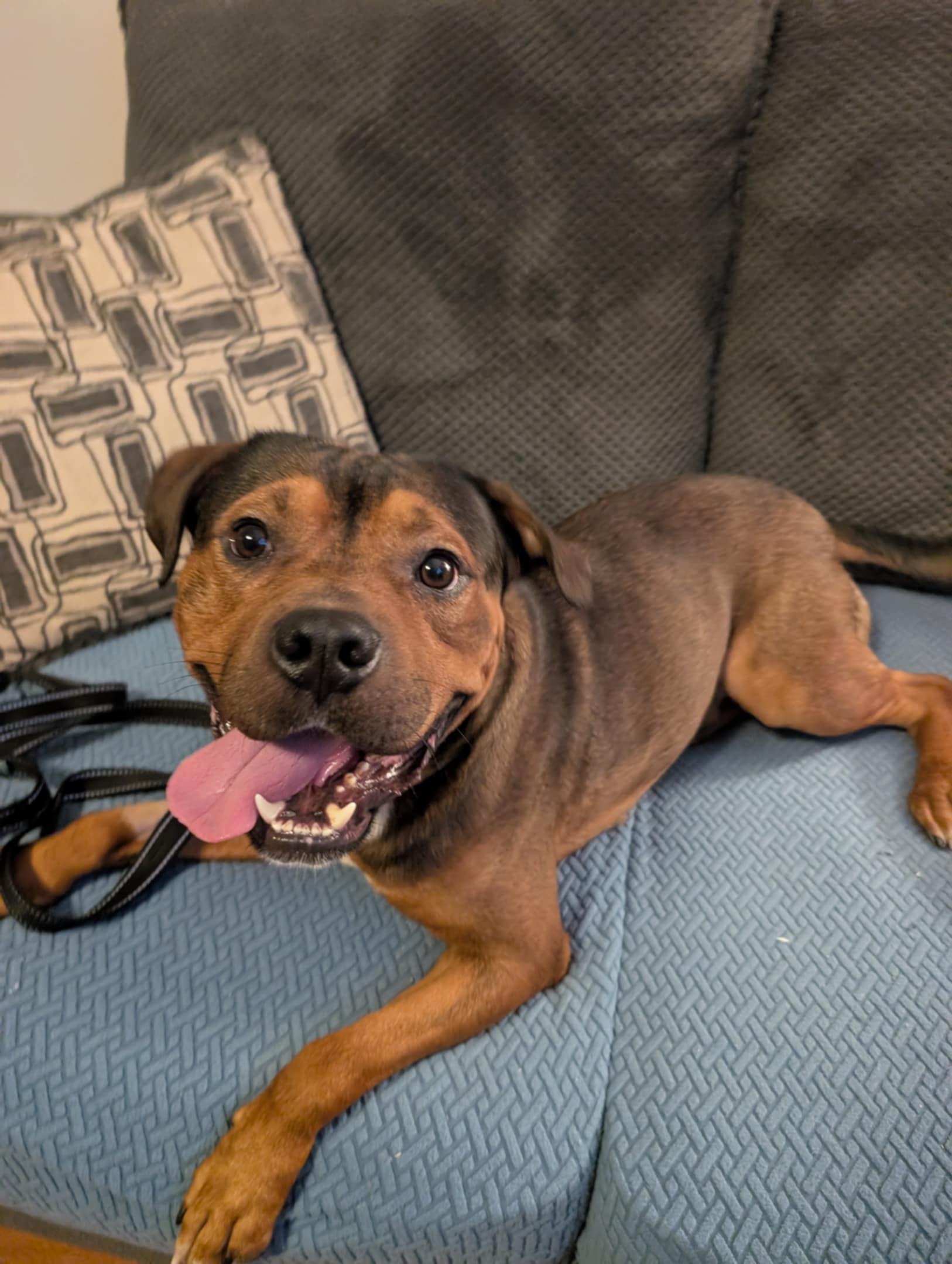 Conrad, Adopted, Young Male American Staffordshire Terrier.