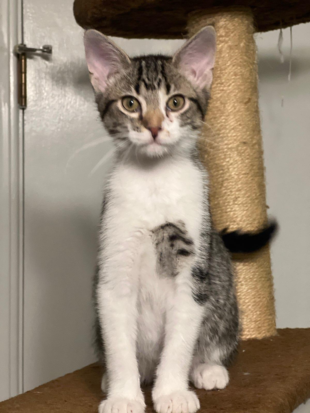 Rusty, a Adoptable Domestic Short Hair in Oklahoma City, OK image 1/2
