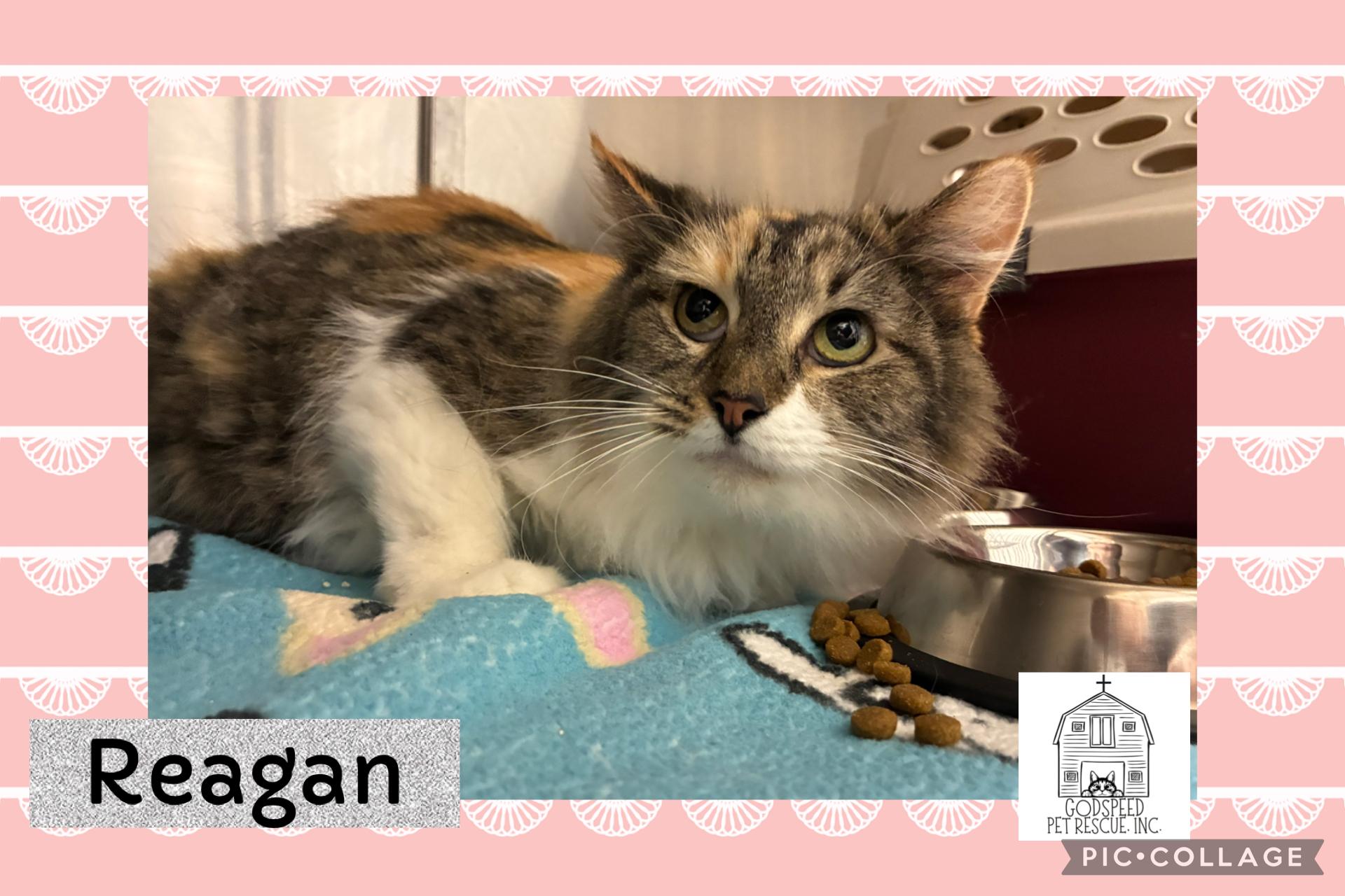 Raegan, a ADOPTABLE Domestic Long Hair in Ashland, IL image 1/2