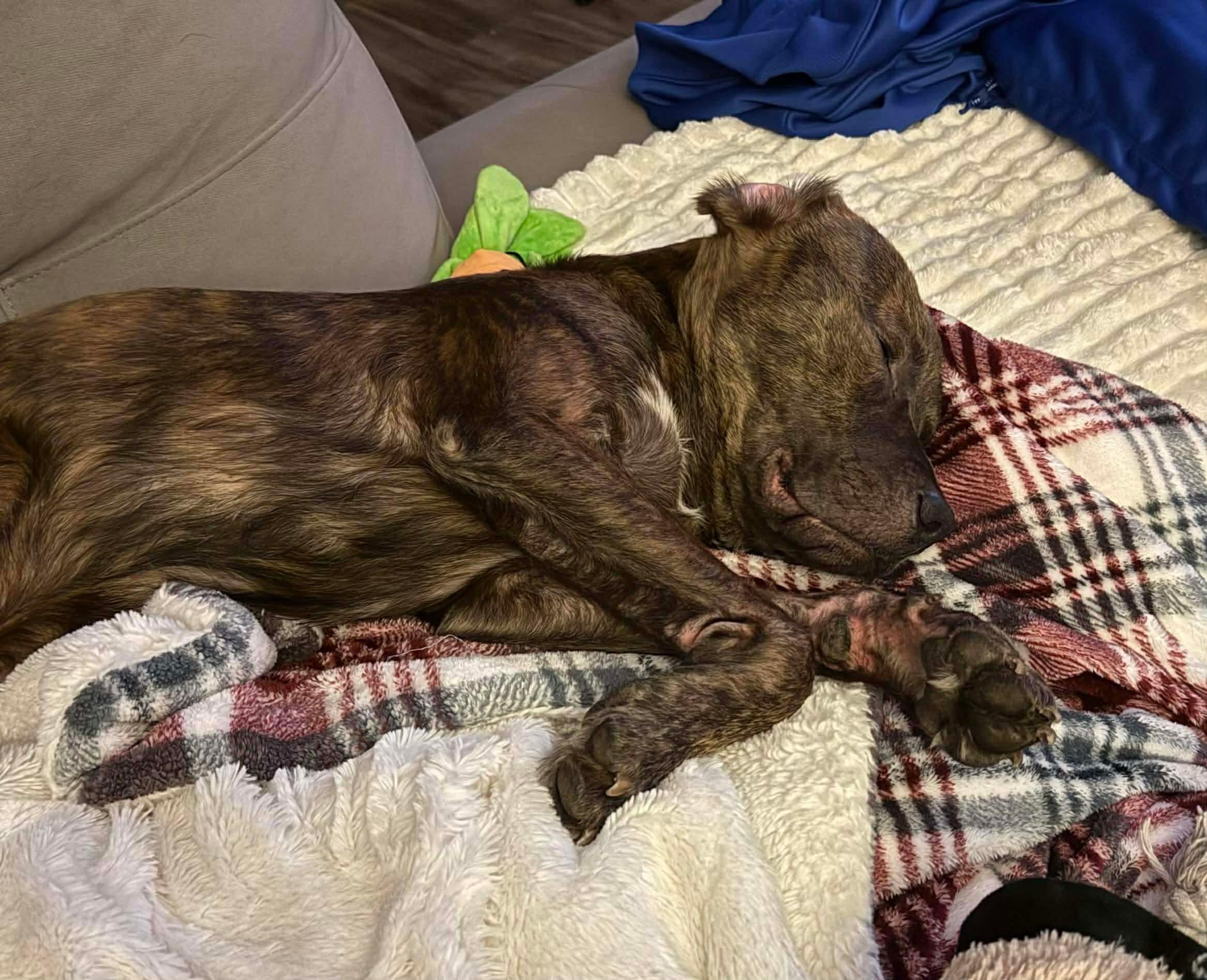 Enlarge Oscar, a ADOPTABLE Pit Bull Terrier in Xenia, OH image 4/4