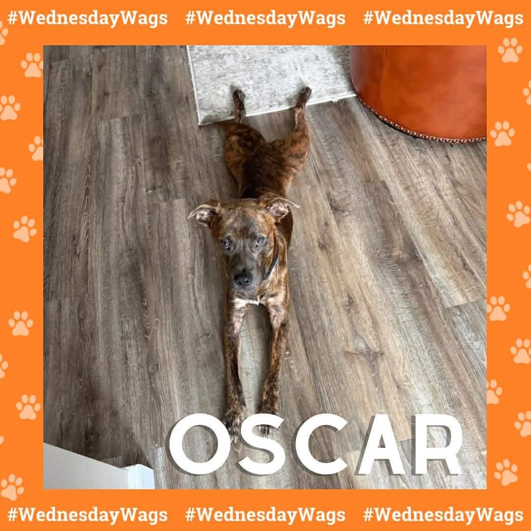 Oscar, ADOPTABLE, Young Male Pit Bull Terrier.