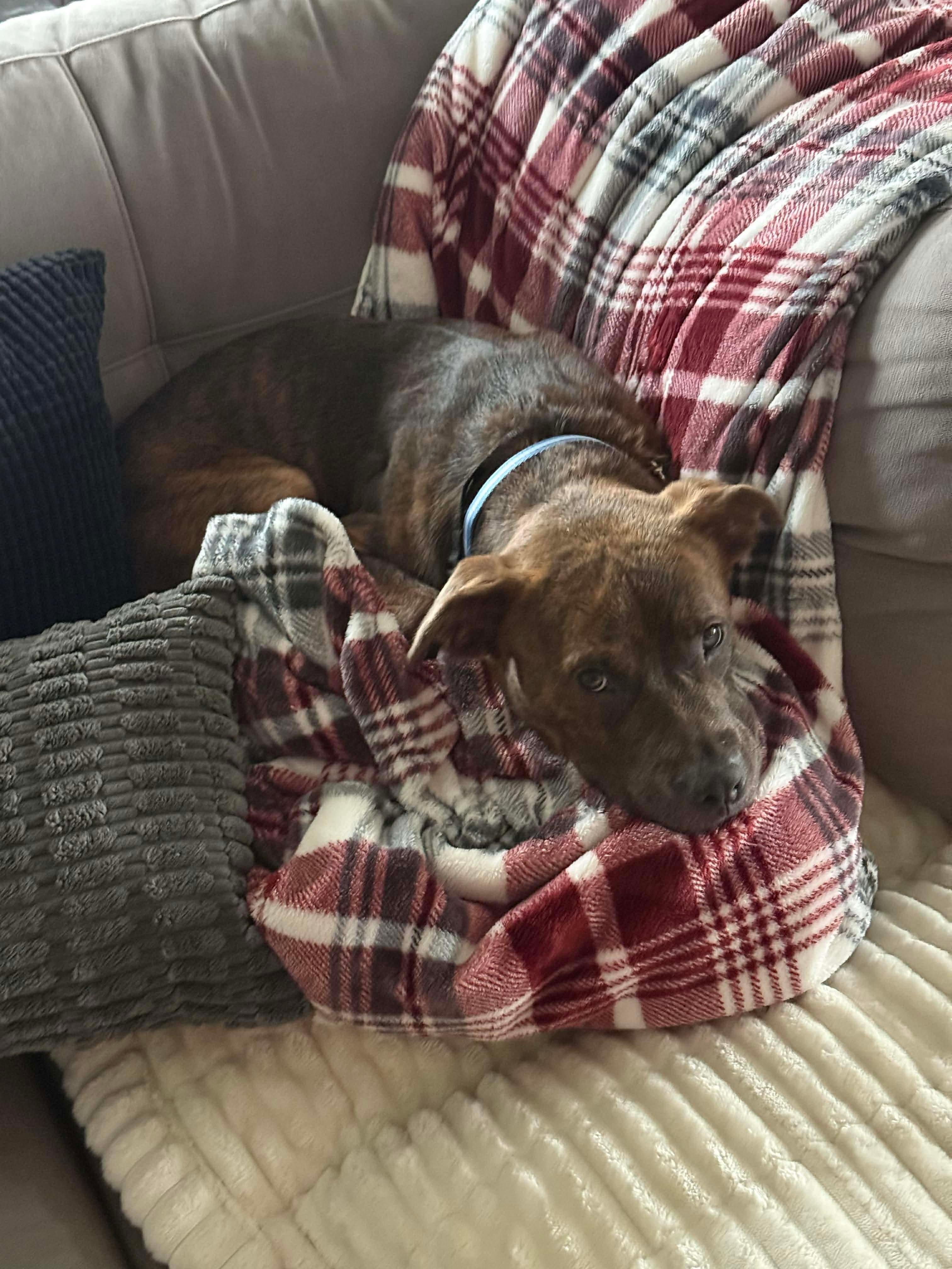 Enlarge Oscar, a ADOPTABLE Pit Bull Terrier in Xenia, OH image 3/4