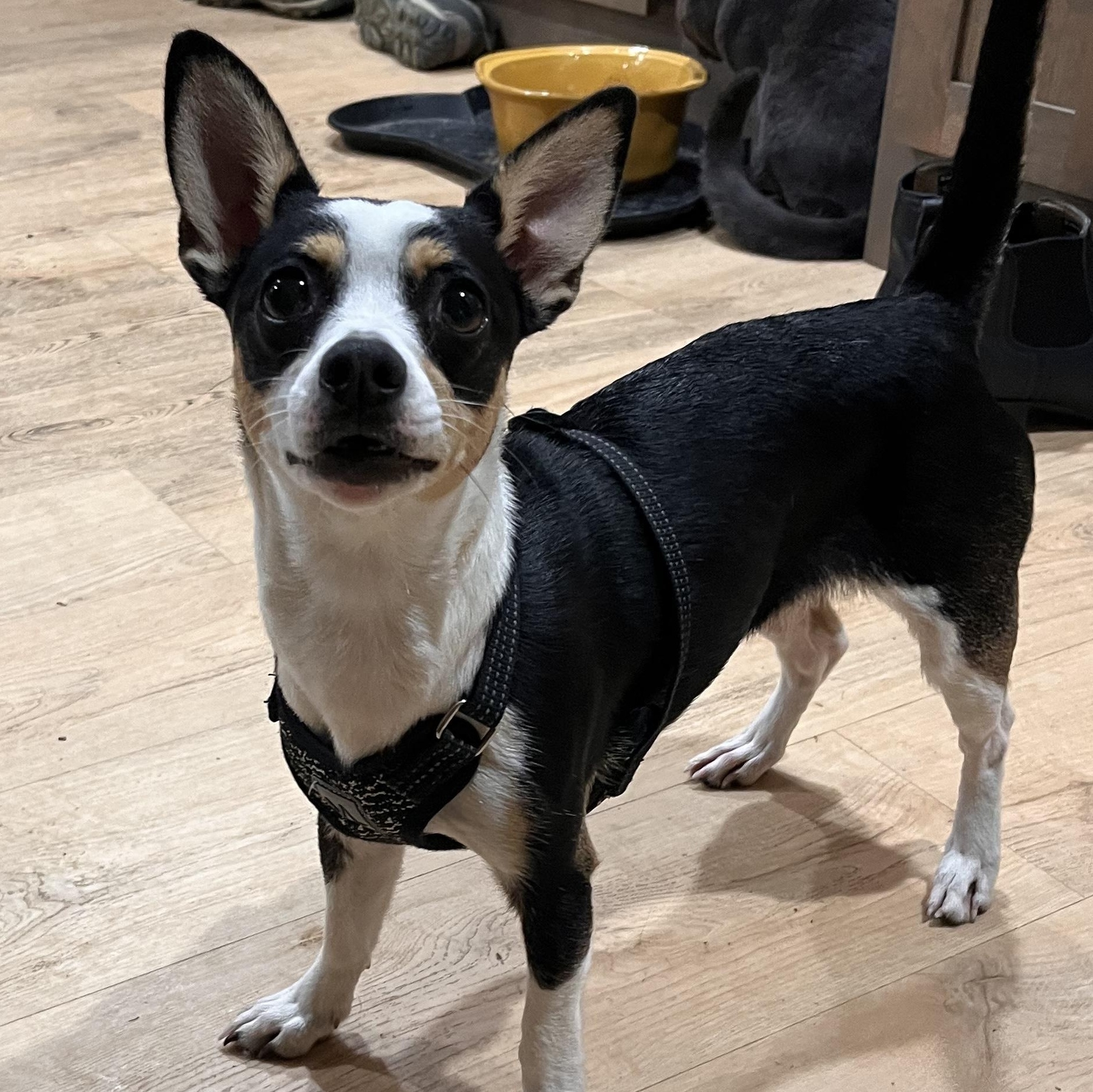 Liddie, a ADOPTABLE Chihuahua in grant, AL image 2/4