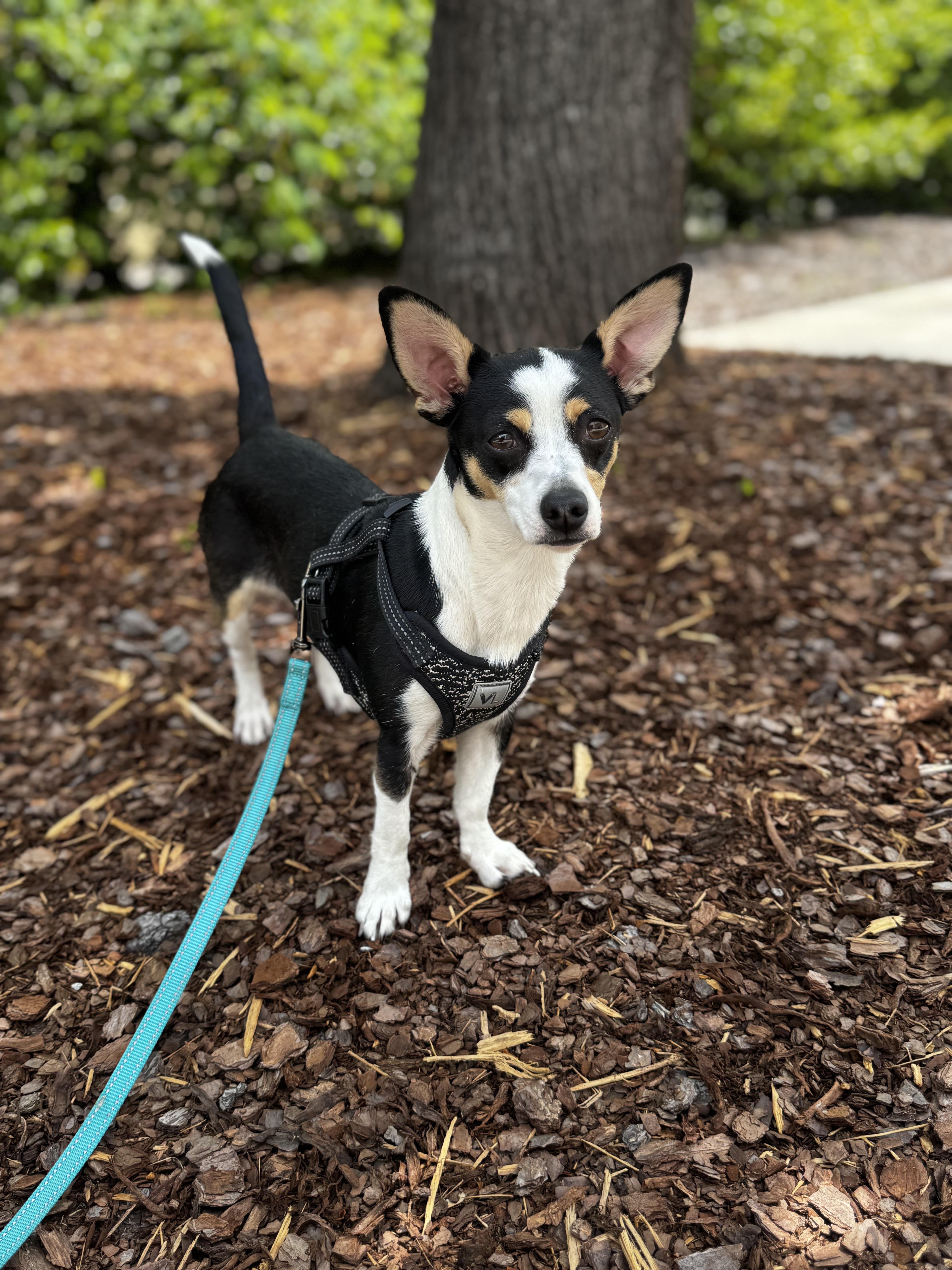 Liddie, a ADOPTABLE Chihuahua in grant, AL image 4/4