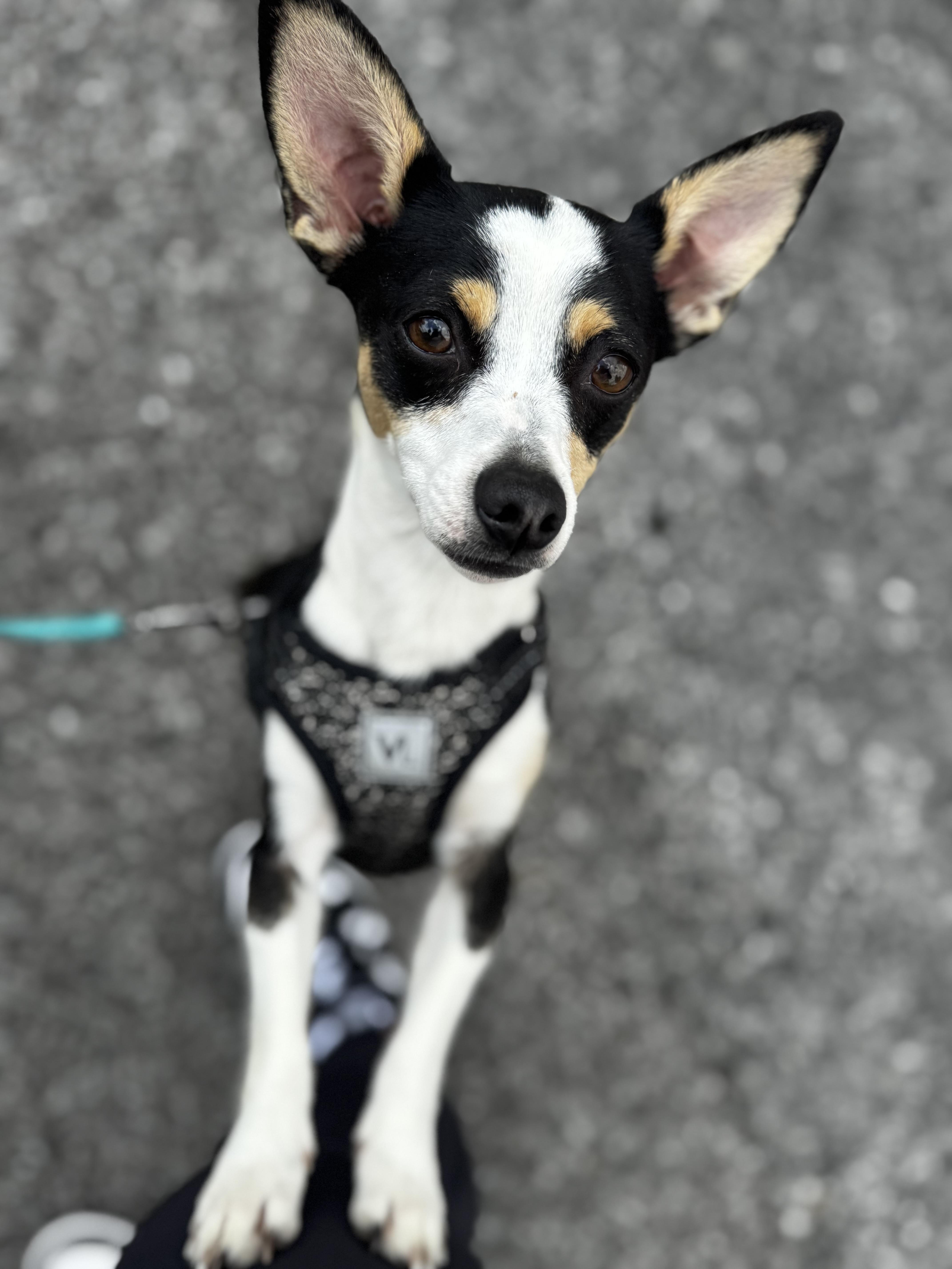 Liddie, a ADOPTABLE Chihuahua in grant, AL image 1/4