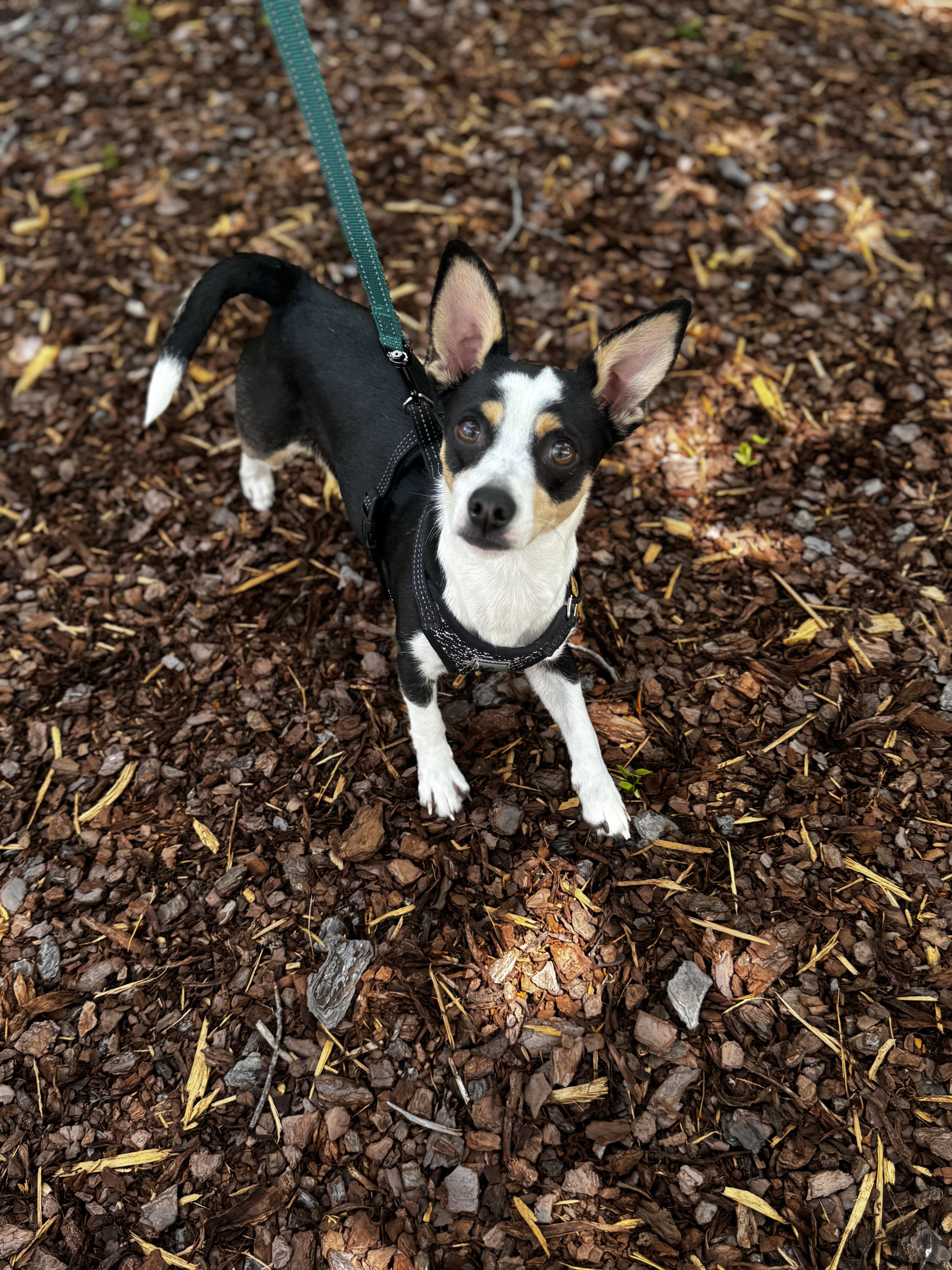 Liddie, a ADOPTABLE Chihuahua in grant, AL image 3/4