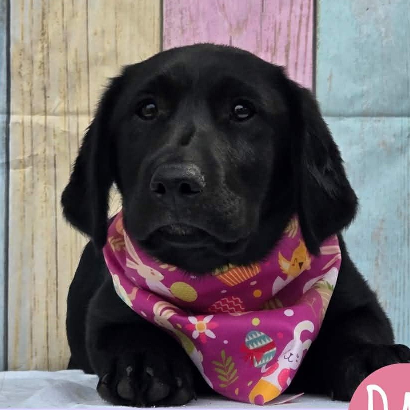 Enlarge Daisy, a ADOPTABLE mixed breed in Tylertown, MS image 1/1