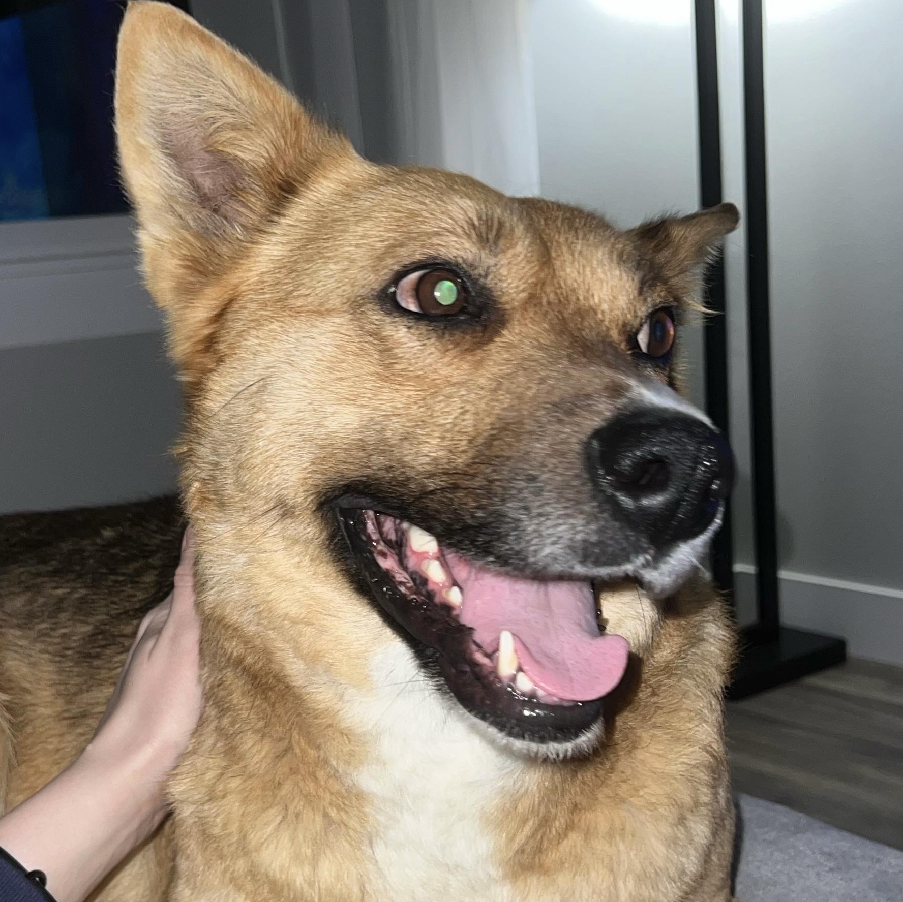 Enlarge Sidney, a Adopted mixed breed in Billings, MT image 3/4