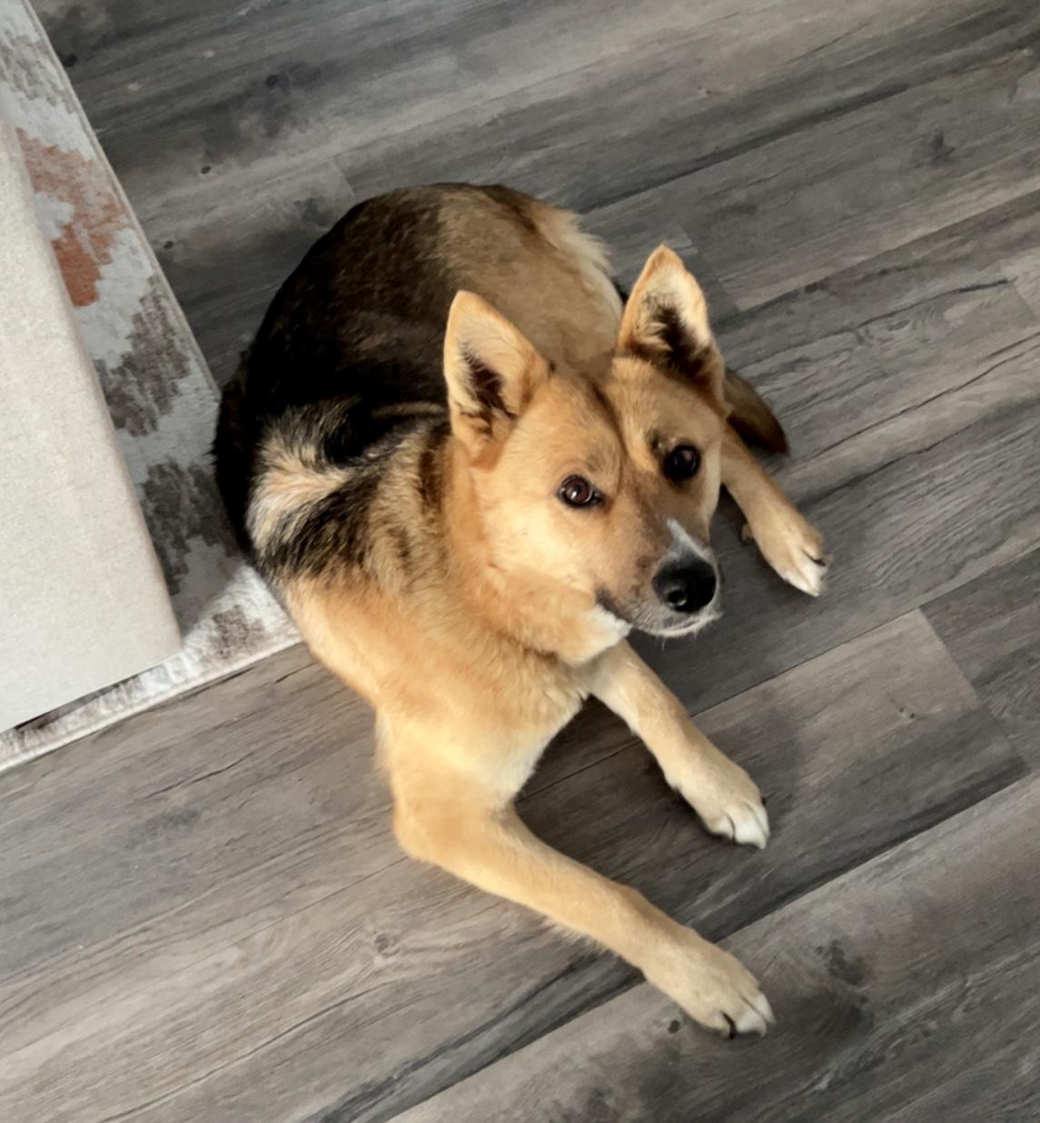 Enlarge Sidney, a Adopted mixed breed in Billings, MT image 2/4