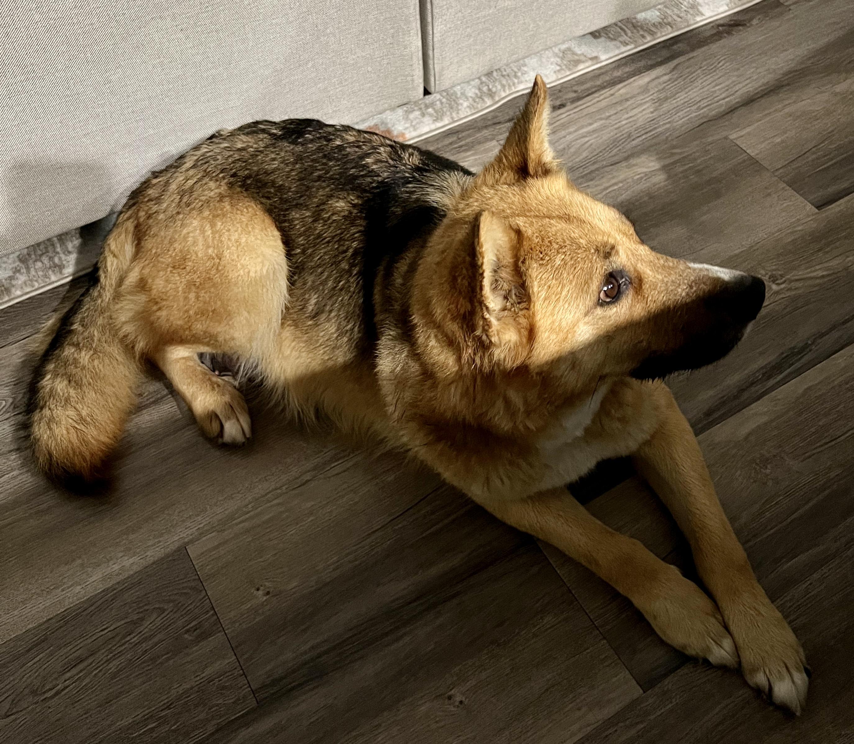 Sidney, Adopted, Adult Female German Shepherd Dog.