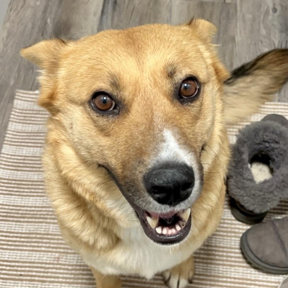 Enlarge Sidney, a Adopted mixed breed in Billings, MT image 1/4