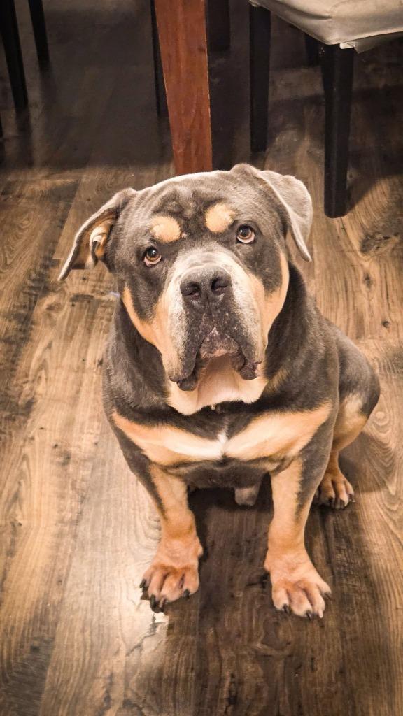 Eeyore, Adoptable, Adult Male English Bulldog & Mixed Breed.