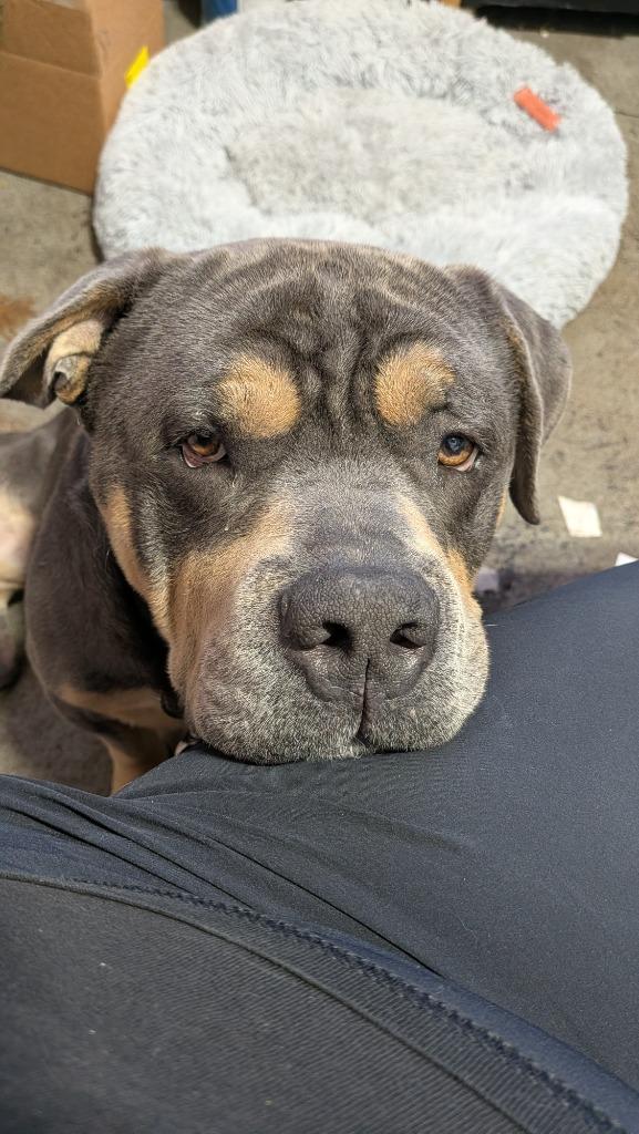 Enlarge Eeyore, a Adoptable mixed breed in Toronto, ON image 2/5
