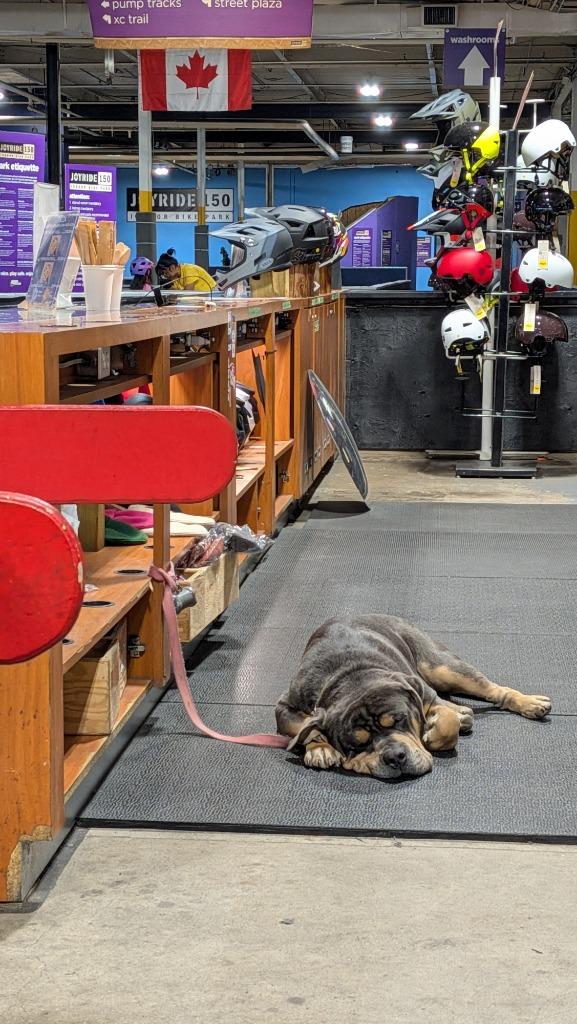 Enlarge Eeyore, a Adoptable mixed breed in Toronto, ON image 3/5