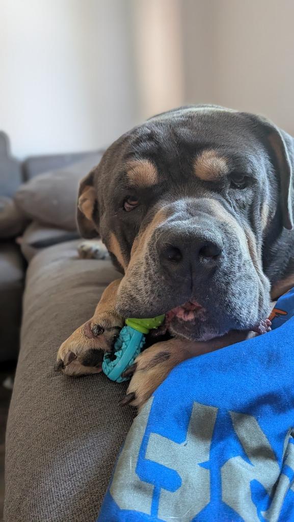 Enlarge Eeyore, a Adoptable mixed breed in Toronto, ON image 4/5