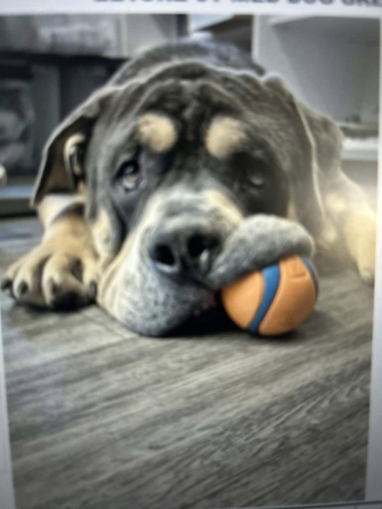Eeyore, Adoptable, Adult Male English Bulldog & Mixed Breed.