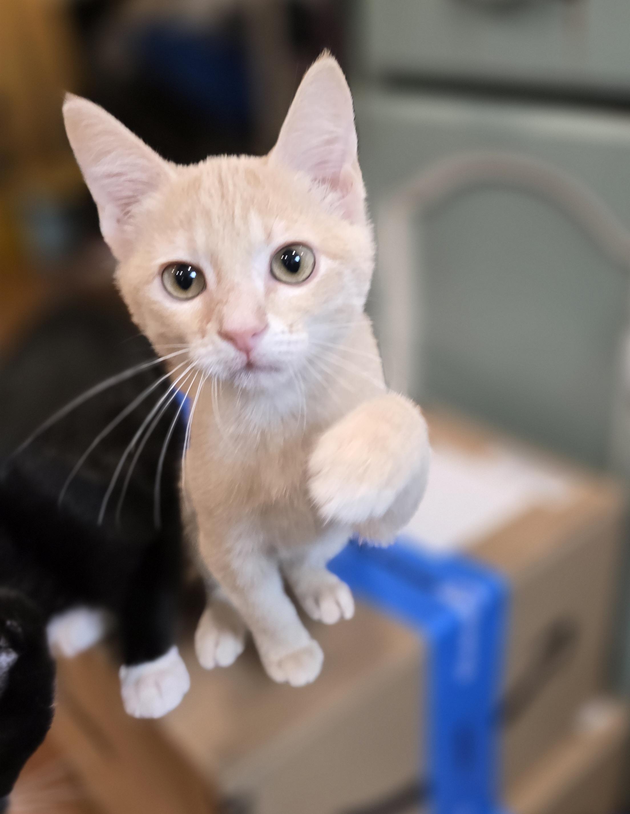 Enlarge Creamsicle, a Adopted mixed breed in Lacey, WA image 1/4