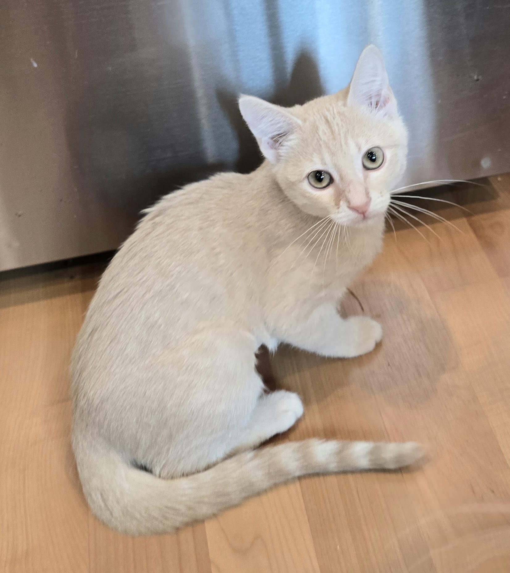 Enlarge Creamsicle, a Adopted mixed breed in Lacey, WA image 4/4
