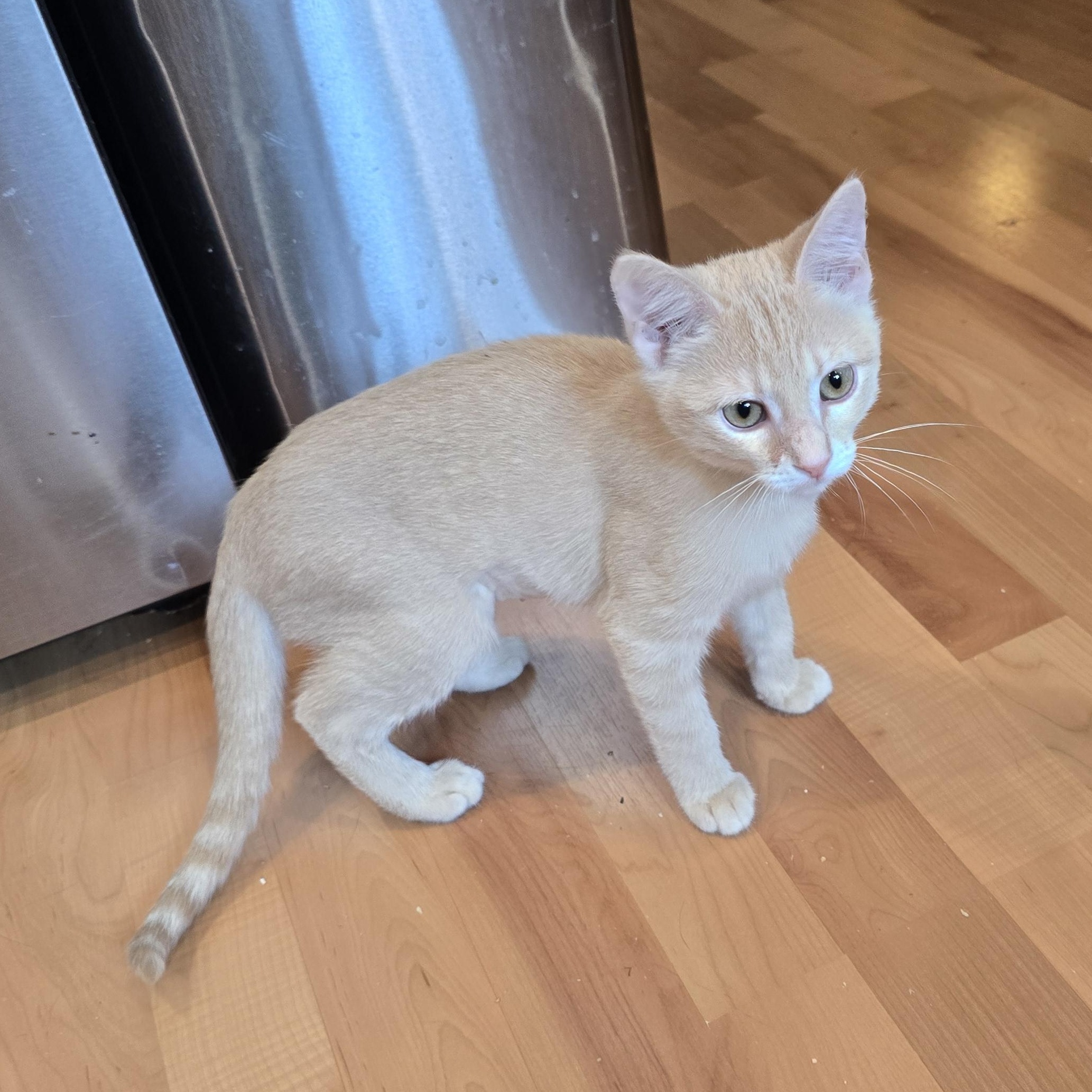 Enlarge Creamsicle, a Adopted mixed breed in Lacey, WA image 3/4