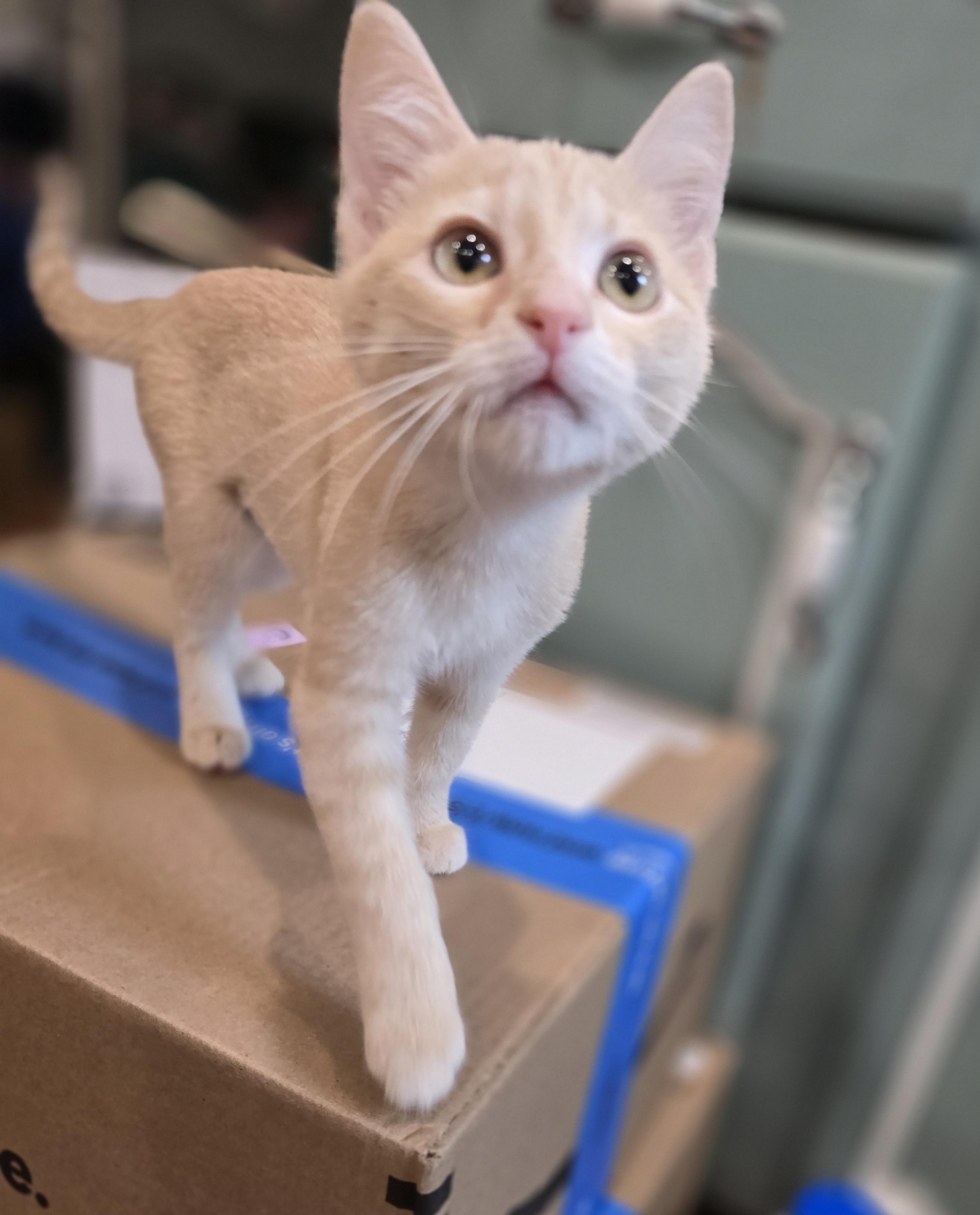 Enlarge Creamsicle, a Adopted mixed breed in Lacey, WA image 2/4
