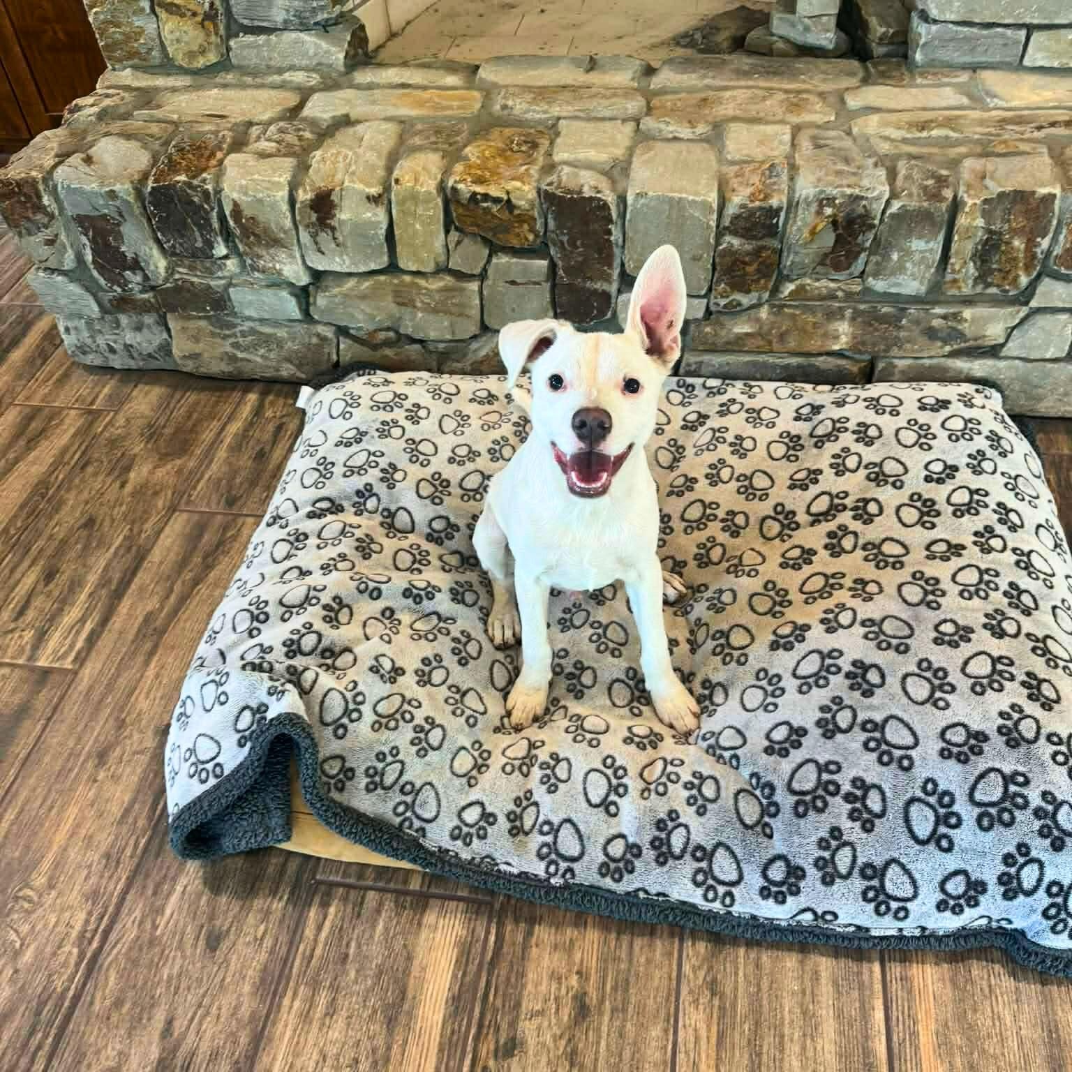 Enlarge Frosty, a ADOPTABLE mixed breed in Enfield, CT image 2/5