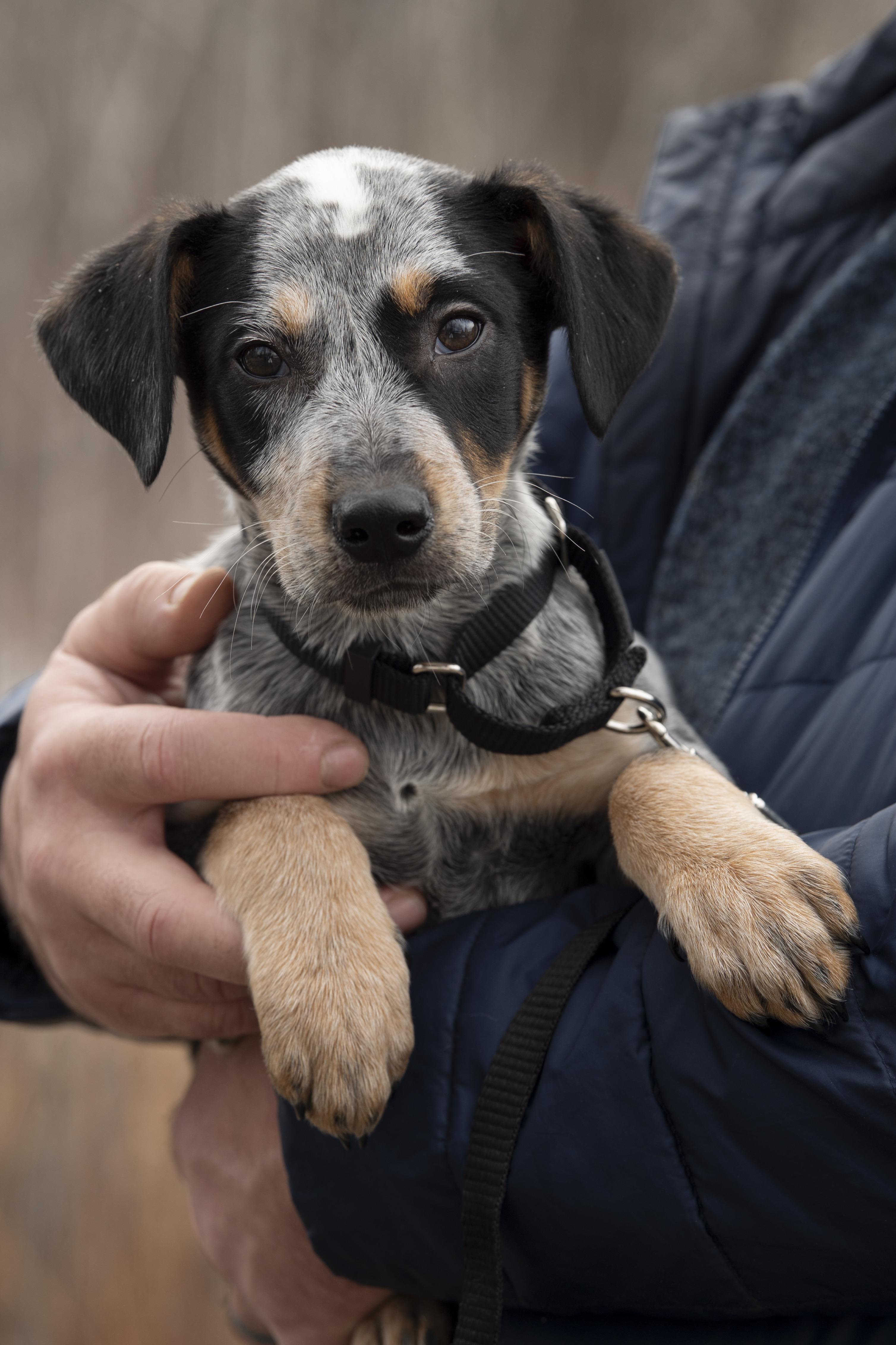 Enlarge Wilkie, an adopted mixed breed in Hempstead, NY image 2/3