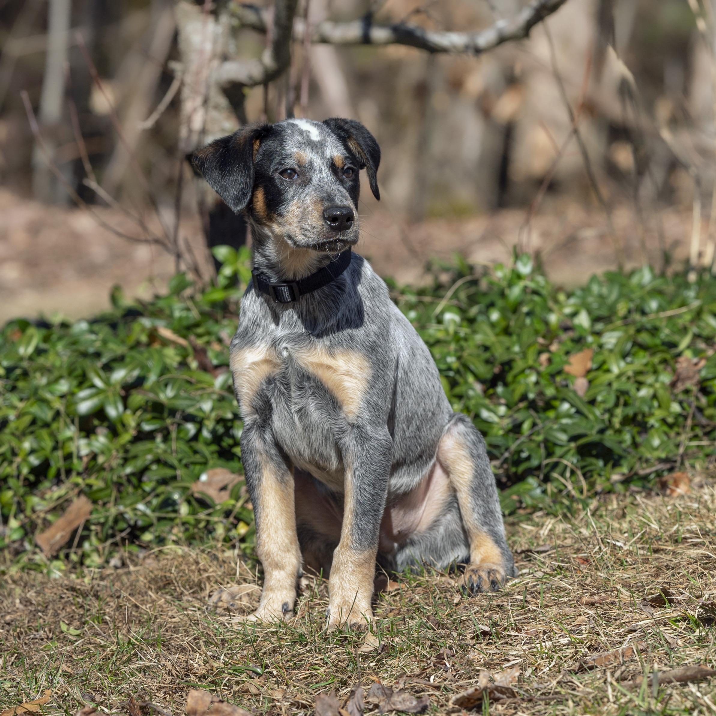 Enlarge Wilkie, an adopted mixed breed in Hempstead, NY image 3/3