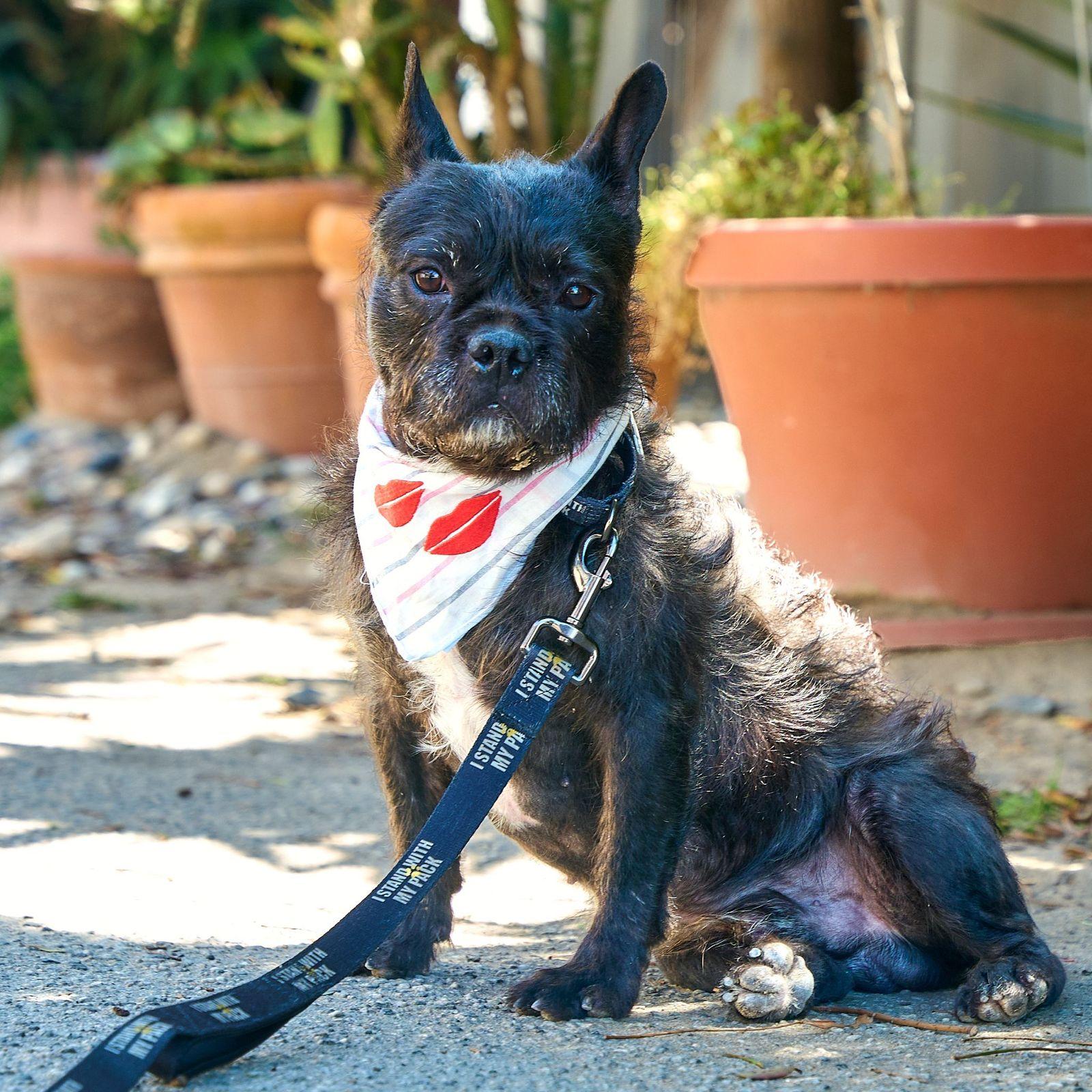 Enlarge Gibson, a ADOPTABLE French Bulldog in Los Angeles, CA image 5/6