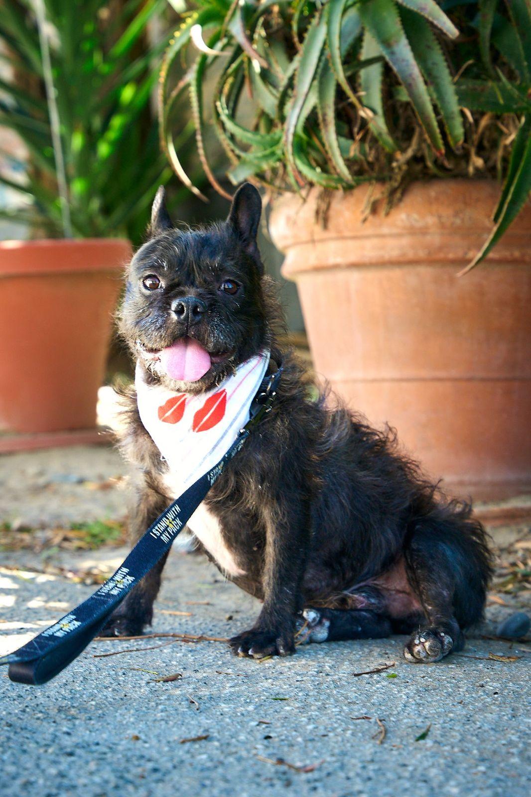 Enlarge Gibson, a ADOPTABLE French Bulldog in Los Angeles, CA image 1/6