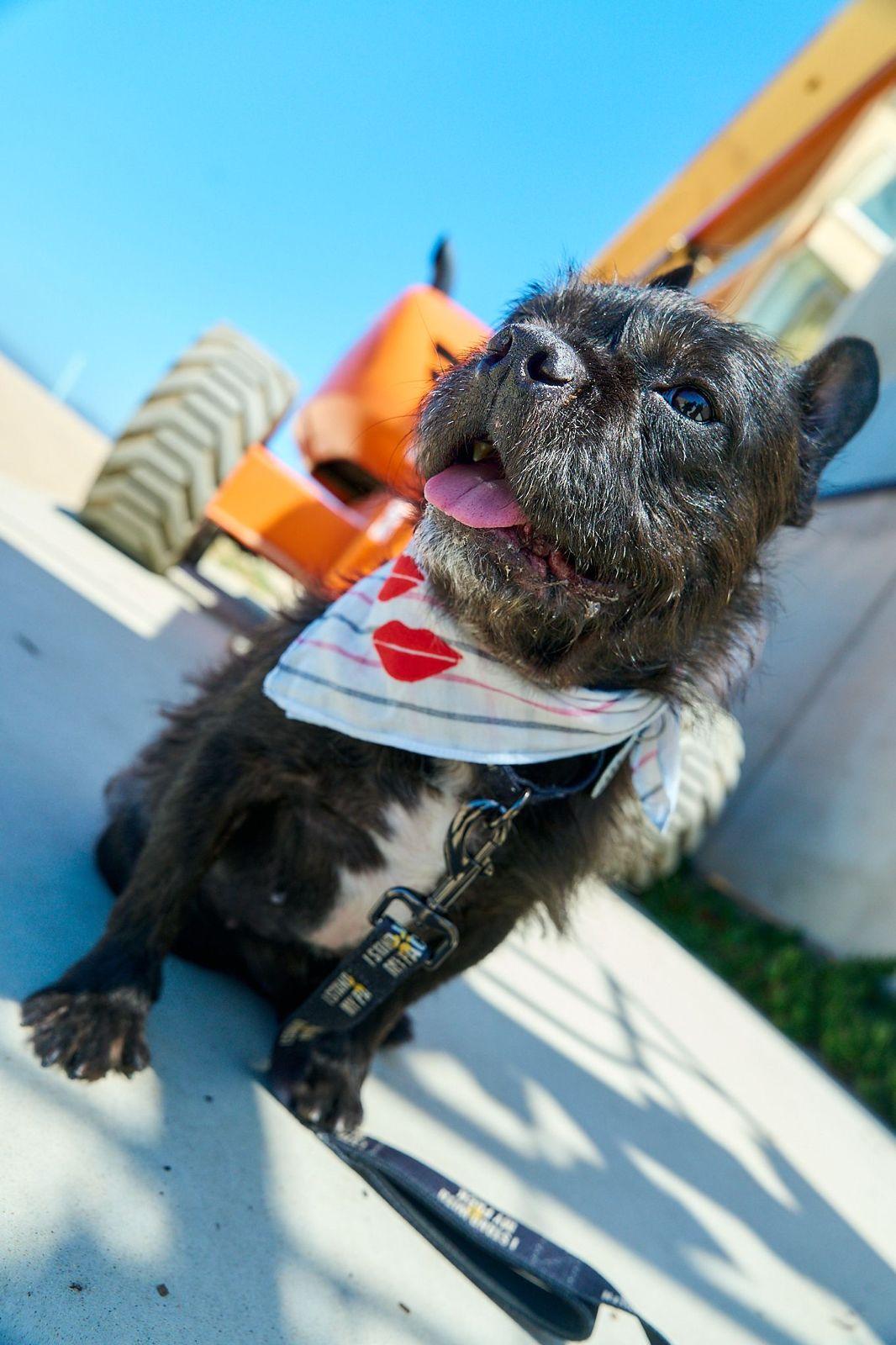Enlarge Gibson, a ADOPTABLE French Bulldog in Los Angeles, CA image 2/6
