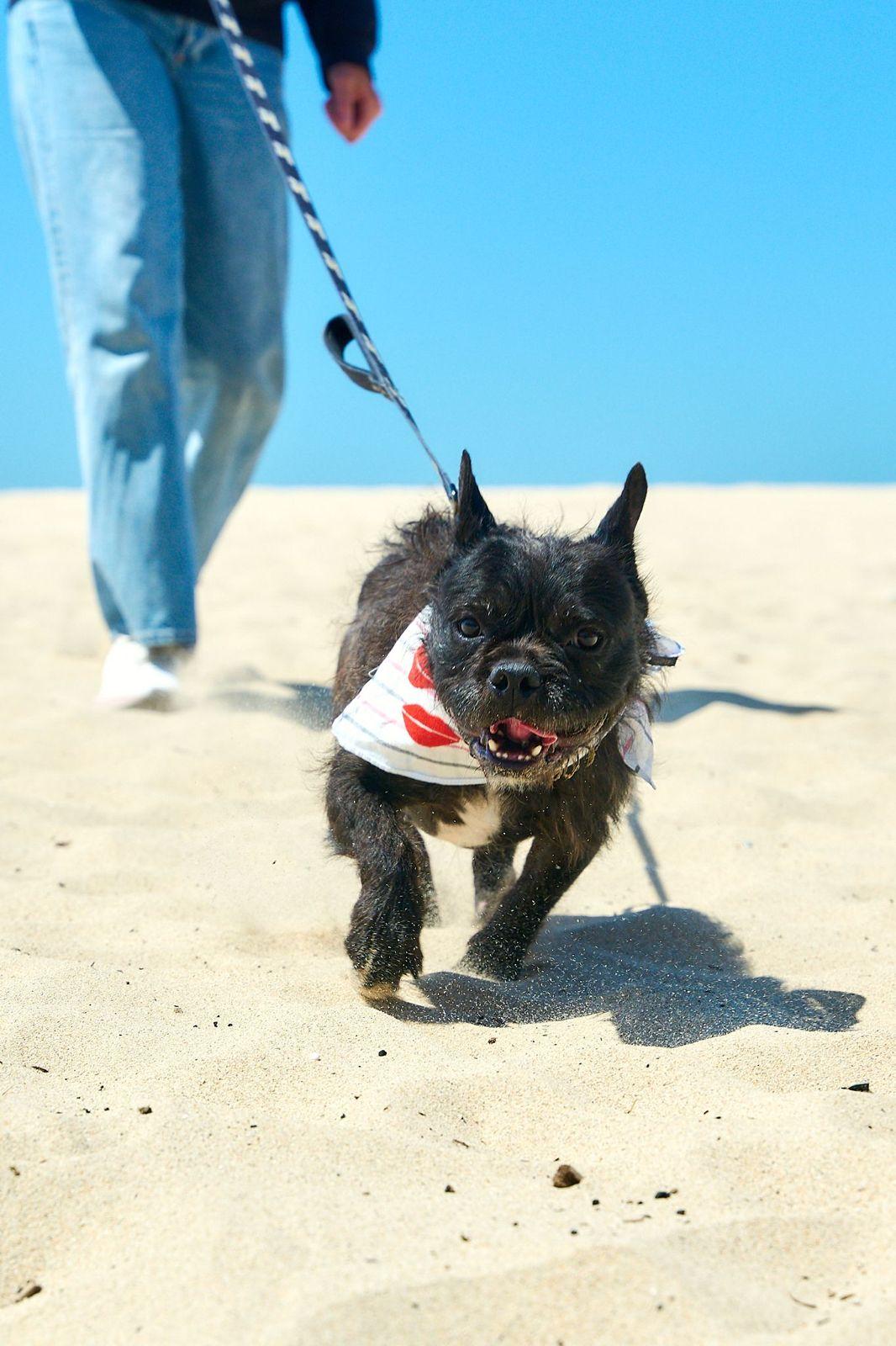 Enlarge Gibson, a ADOPTABLE French Bulldog in Los Angeles, CA image 3/6