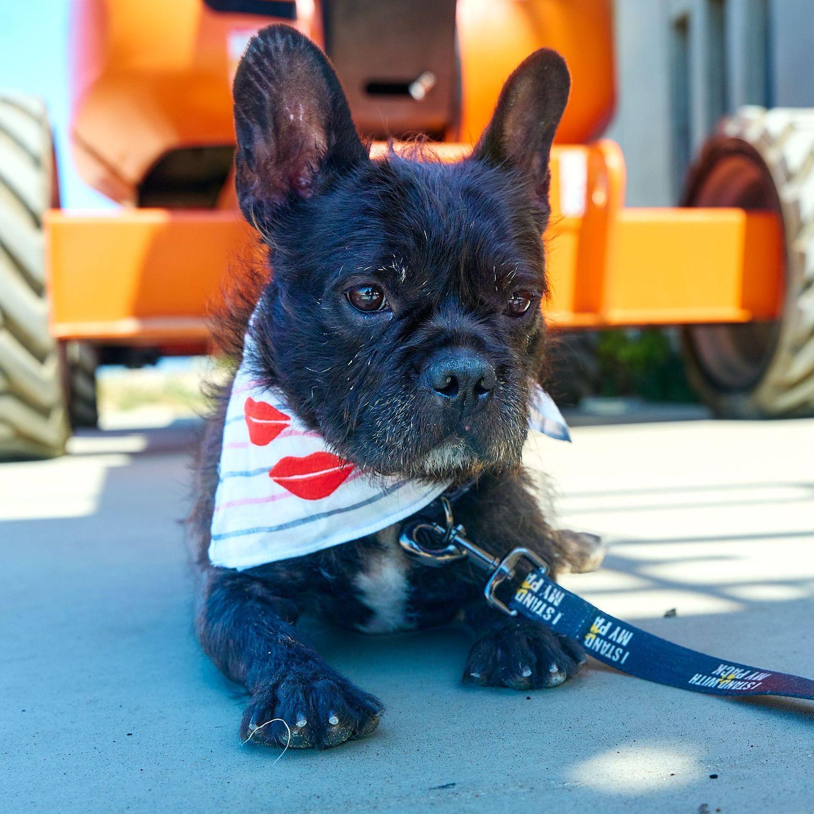 Enlarge Gibson, a ADOPTABLE French Bulldog in Los Angeles, CA image 4/6