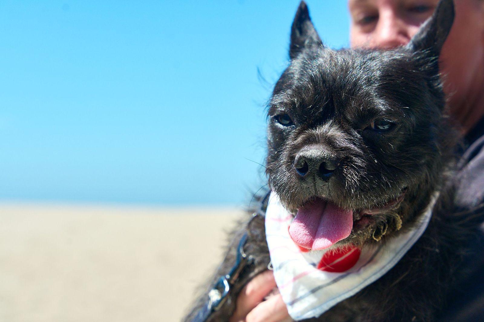 Enlarge Gibson, a ADOPTABLE French Bulldog in Los Angeles, CA image 6/6
