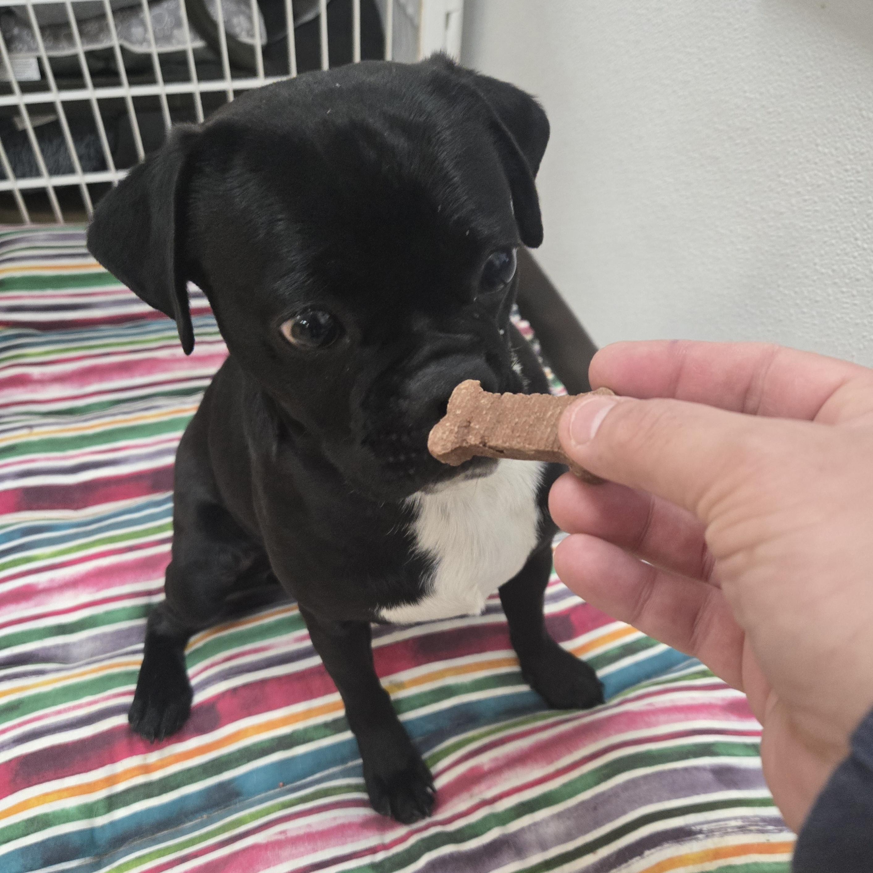 Enlarge Percy , an adopted Pug in Xenia , OH image 3/6