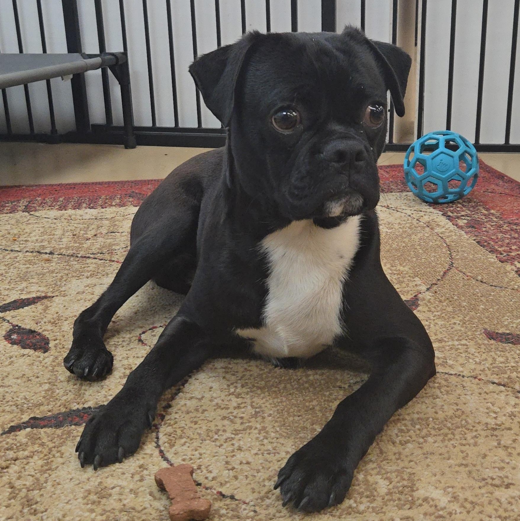 Enlarge Percy , an adopted Pug in Xenia , OH image 1/6