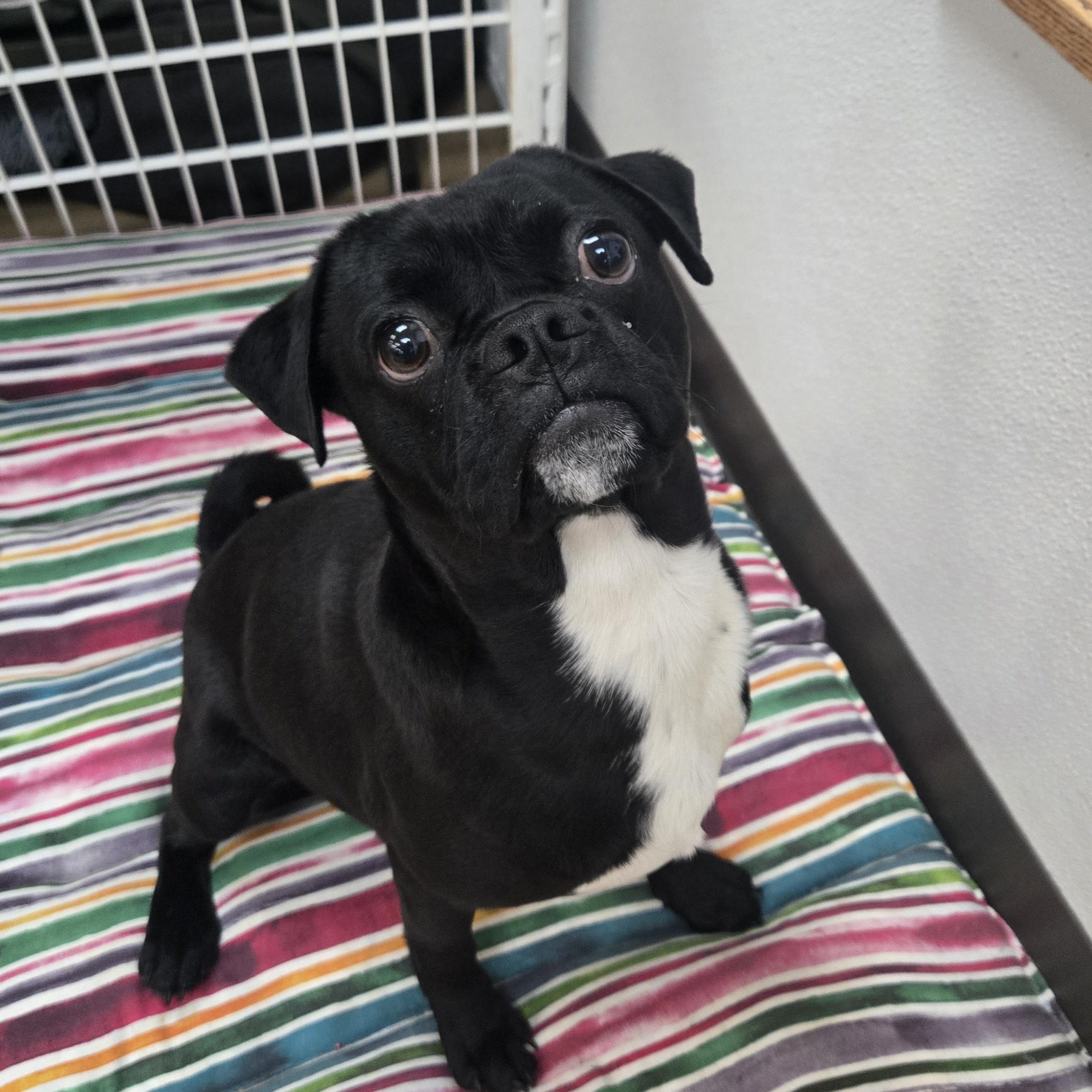 Enlarge Percy , an adopted Pug in Xenia , OH image 2/6