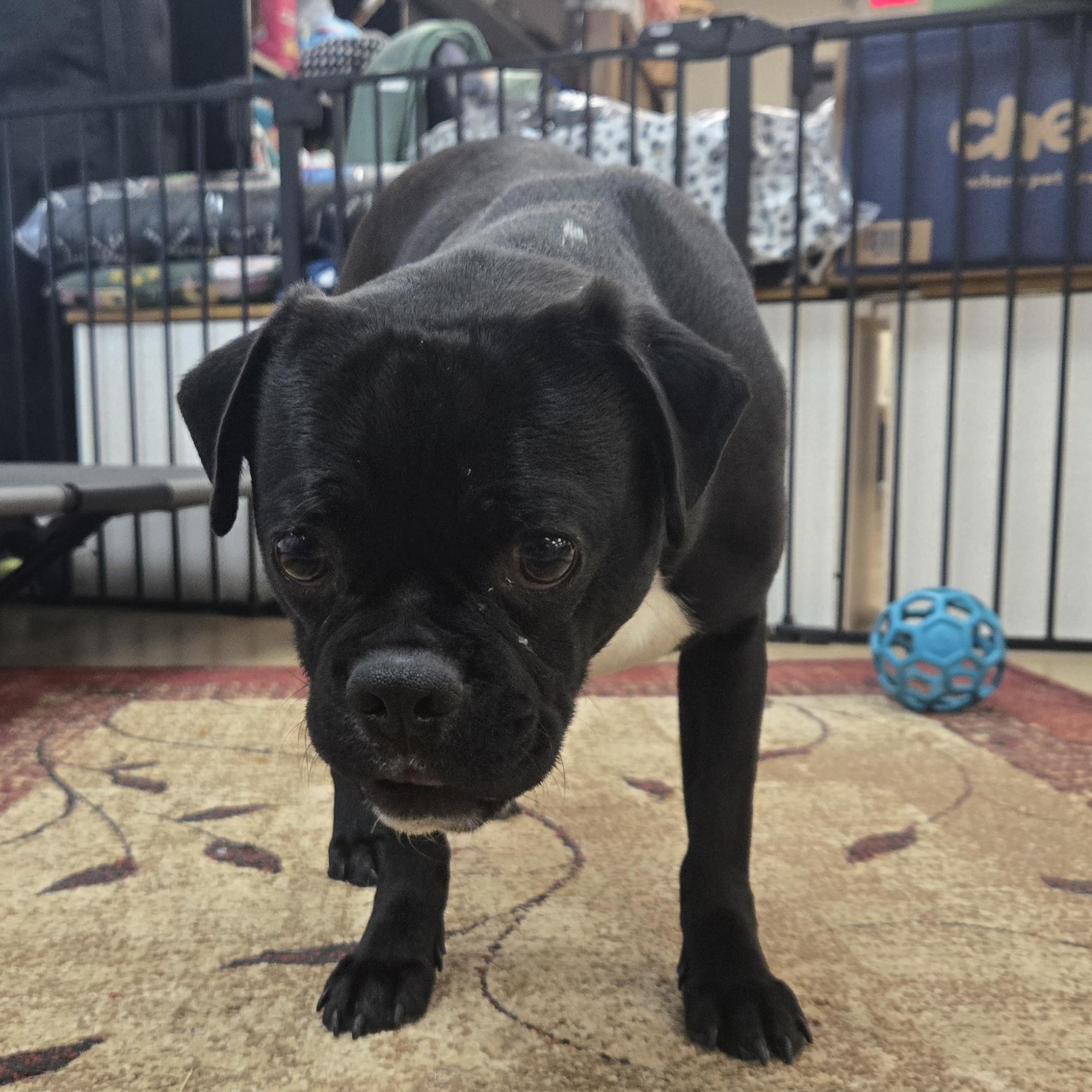 Enlarge Percy , an adopted Pug in Xenia , OH image 5/6