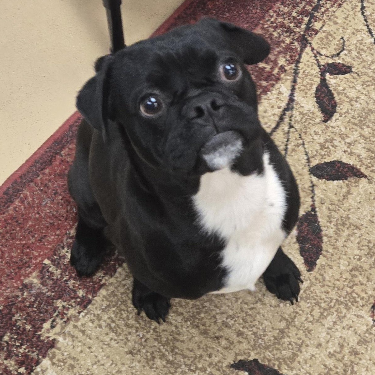 Enlarge Percy , an adopted Pug in Xenia , OH image 6/6