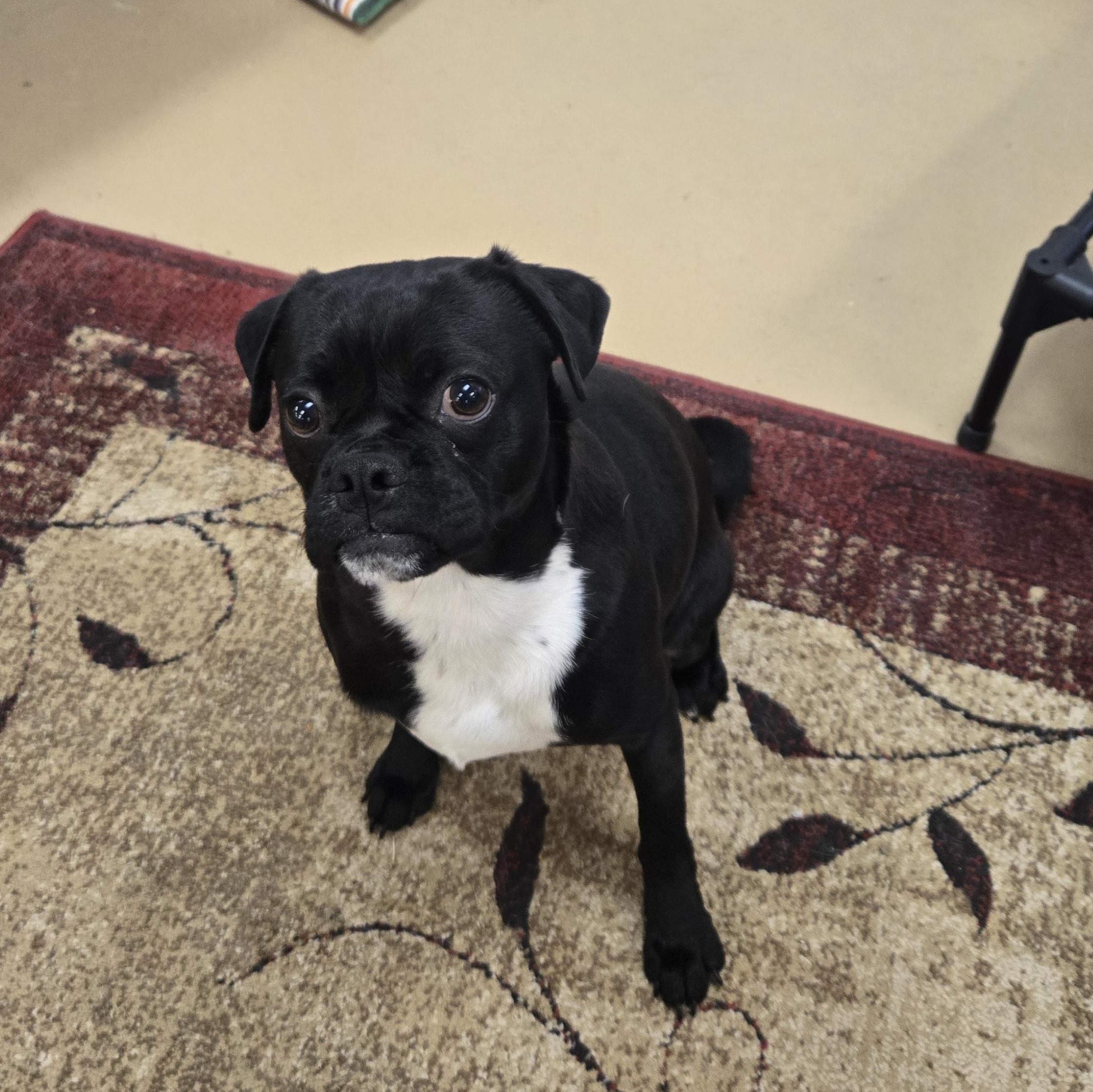 Enlarge Percy , an adopted Pug in Xenia , OH image 4/6