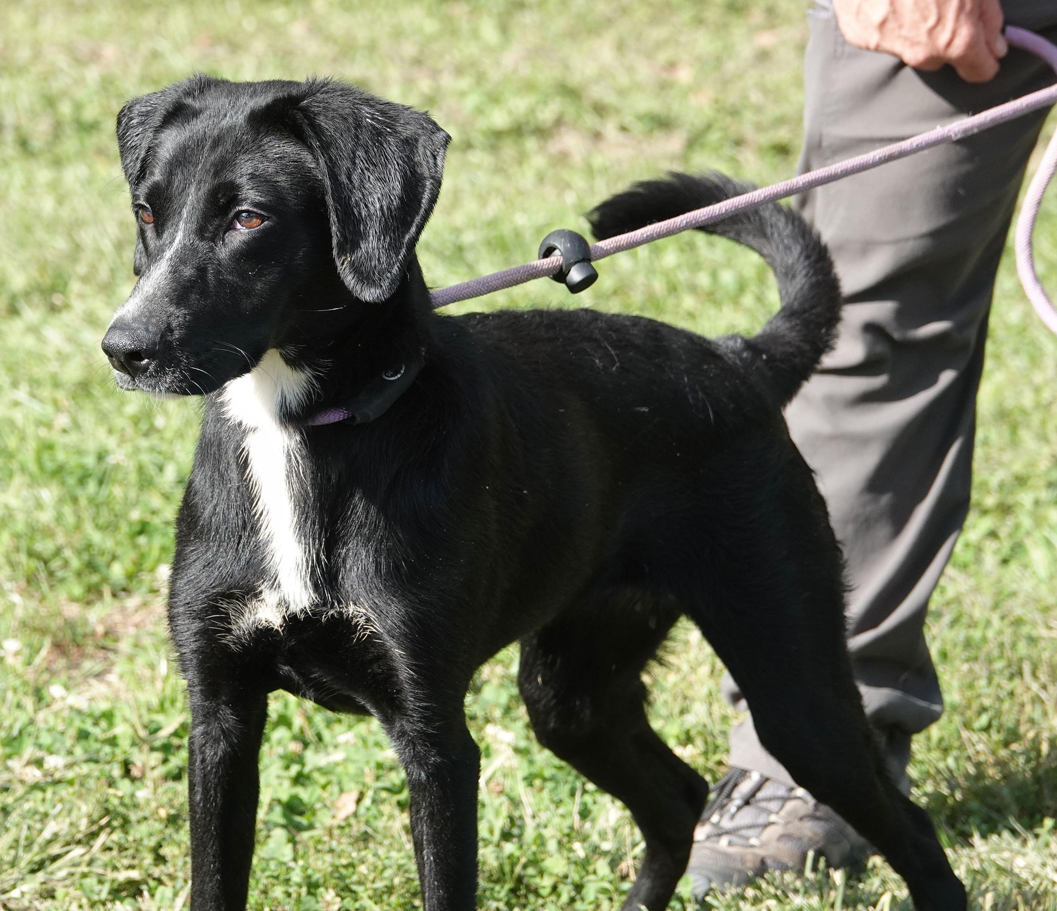 Enlarge Autumn, a Adoptable mixed breed in Millfield, OH image 2/2