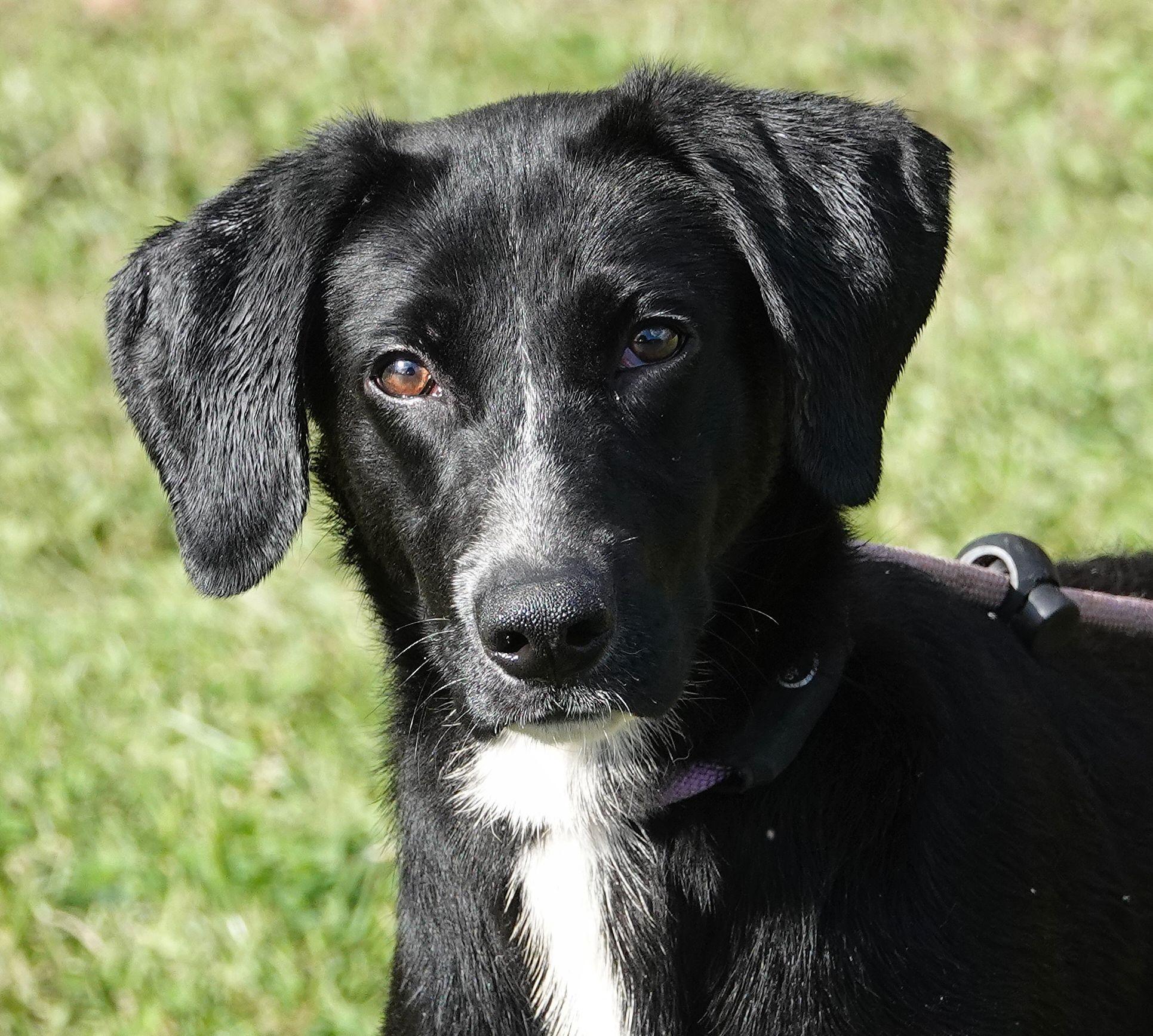Enlarge Autumn, a Adoptable mixed breed in Millfield, OH image 1/2