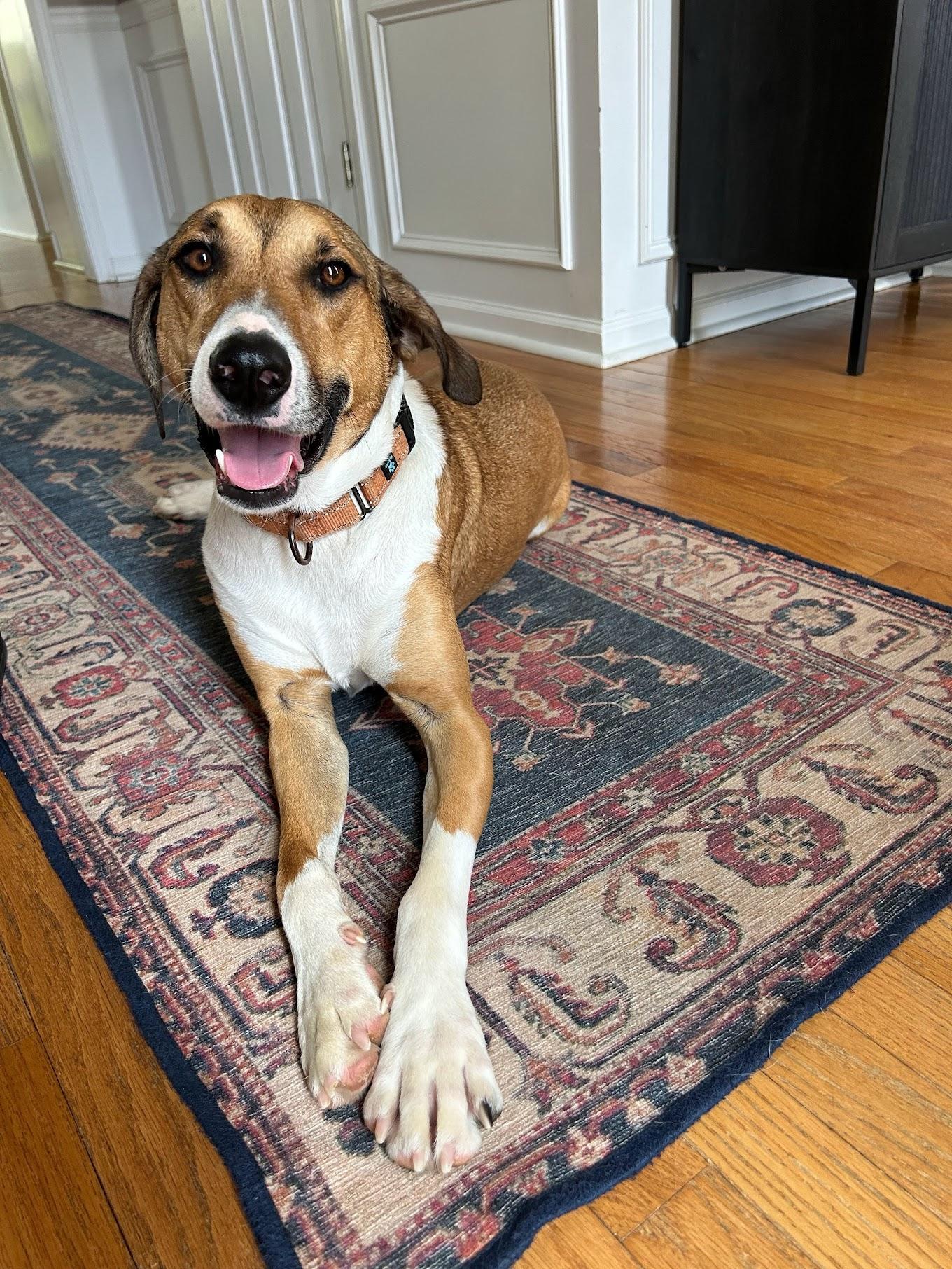 Enlarge Fonze, a Adoptable mixed breed in Cumming, GA image 4/6