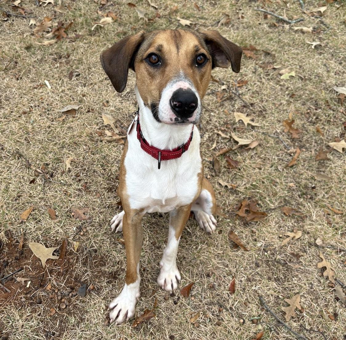 Fonze, Adoptable, Young Male Hound.