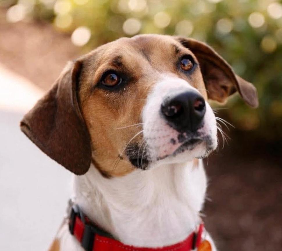 Fonze, Adoptable, Young Male Hound.